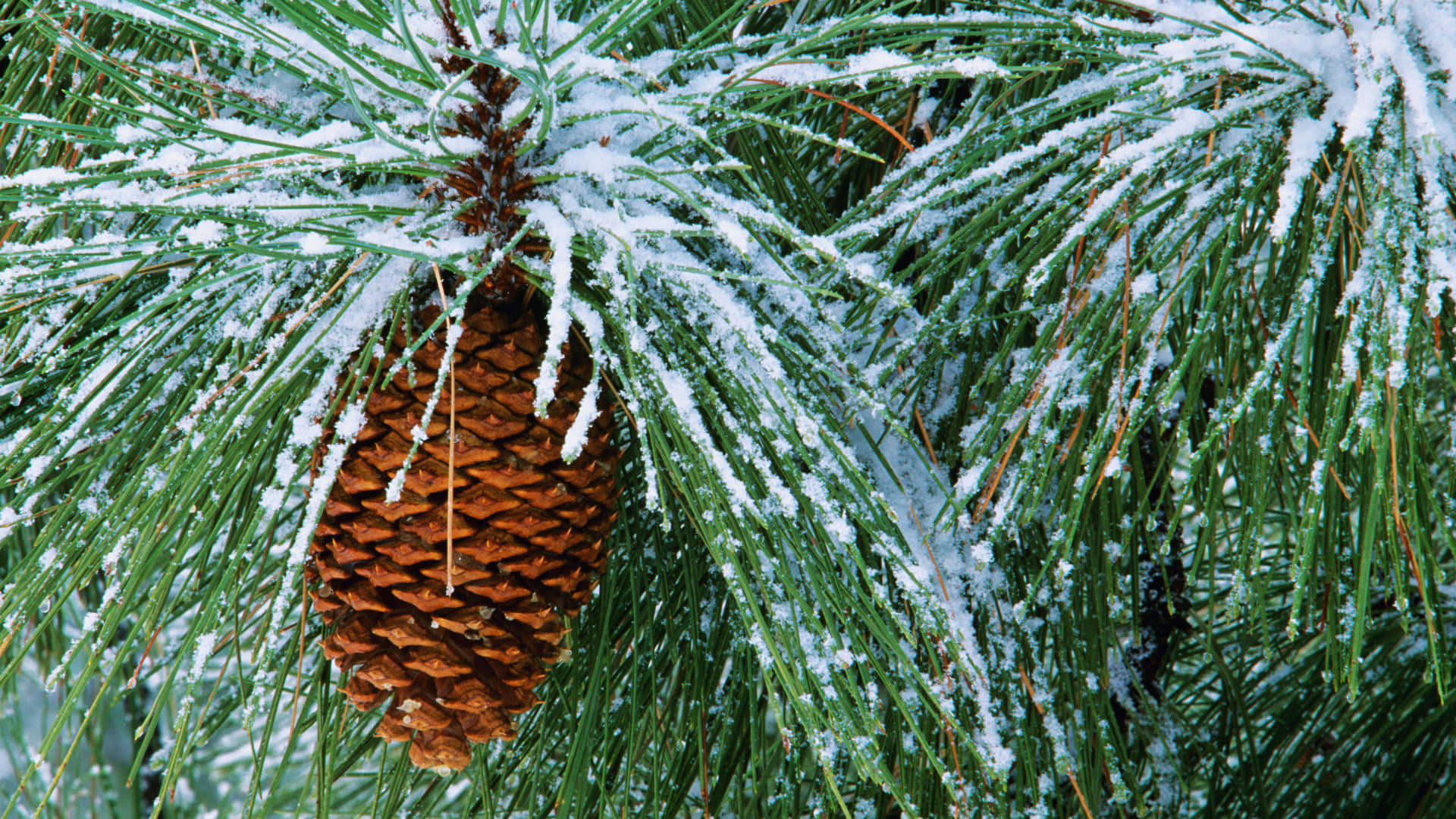 snowy pine coneand needles, brown pinecone, snow-dusted green pine needles, Full HD Desktop Wallpaper