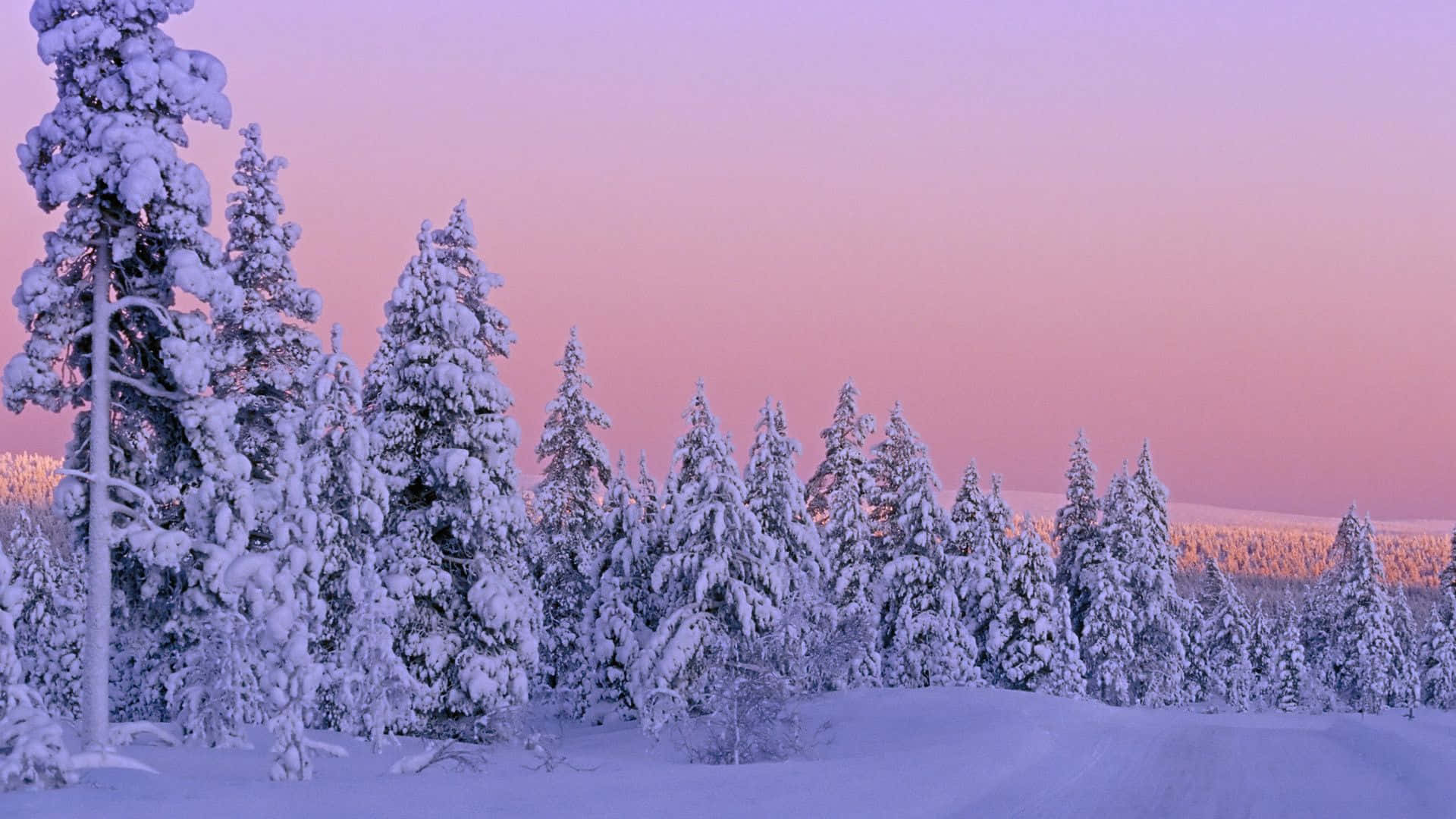 snow-laden pine trees, soft pink and purple twilight sky, serene winter forest, Full HD Desktop Wallpaper