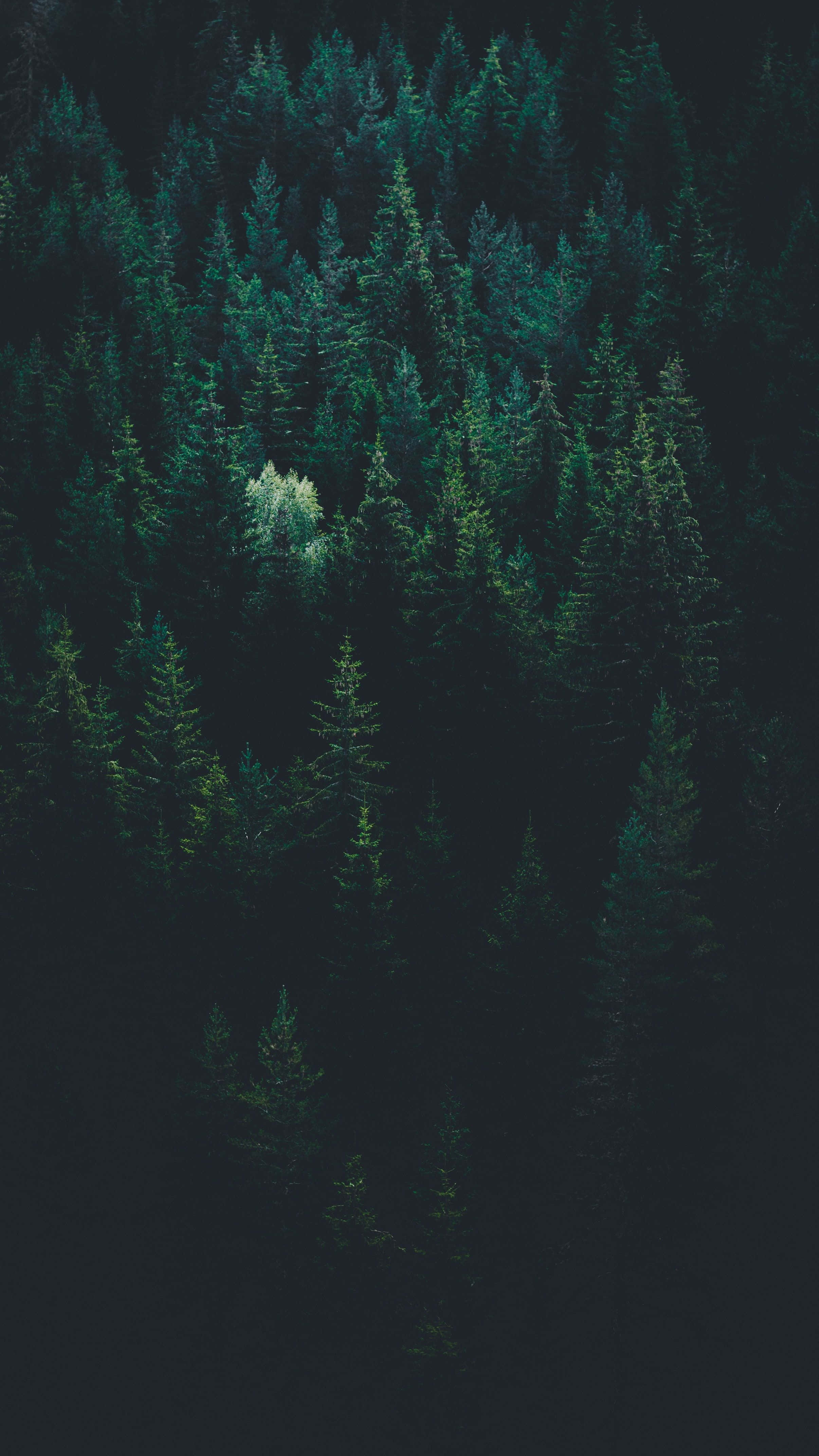 dark green, pine forest, white tree, 4K Phone Wallpaper