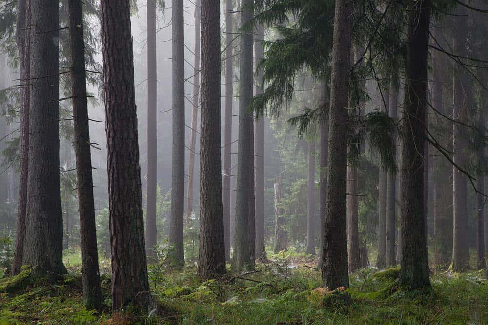 misty forest, towering pine trees, soft green ferns, SD Desktop Wallpaper