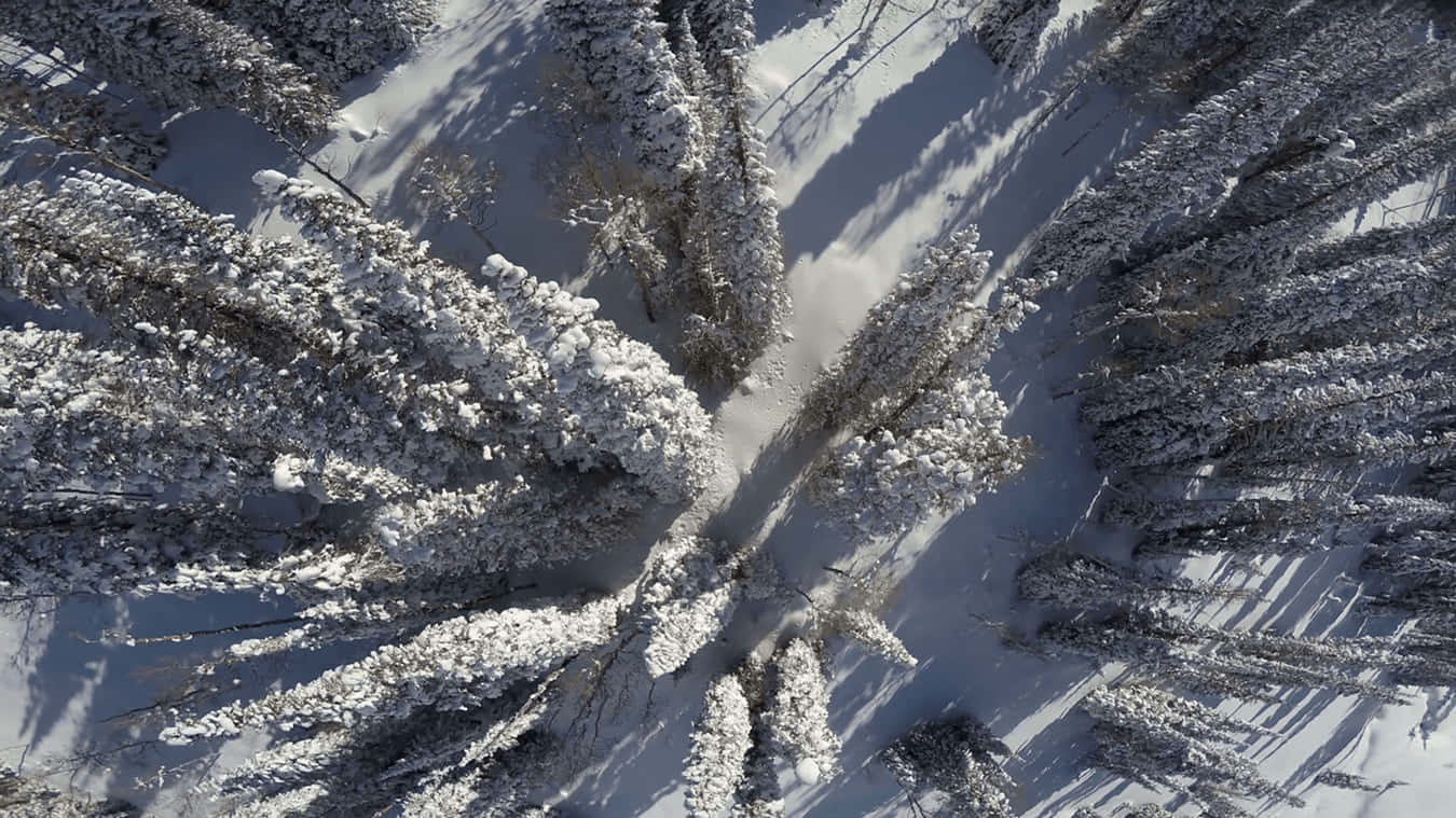 Pine Trees, snow-laden, aerial view, HD Desktop Wallpaper