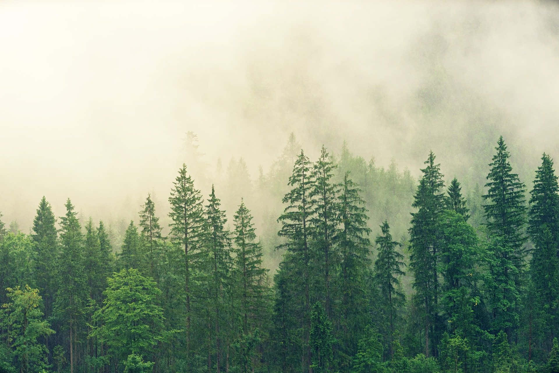 misty pine forest scene, dense forest, tall evergreen trees, Full HD Desktop Wallpaper