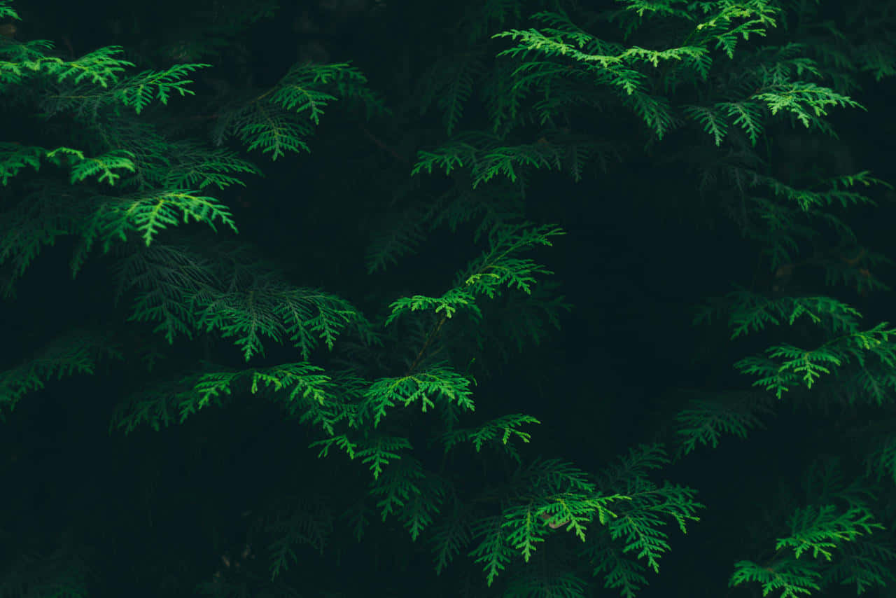 dark green pine branches, emerald evergreen, deep shadowy forest backdrop, HD Desktop Wallpaper