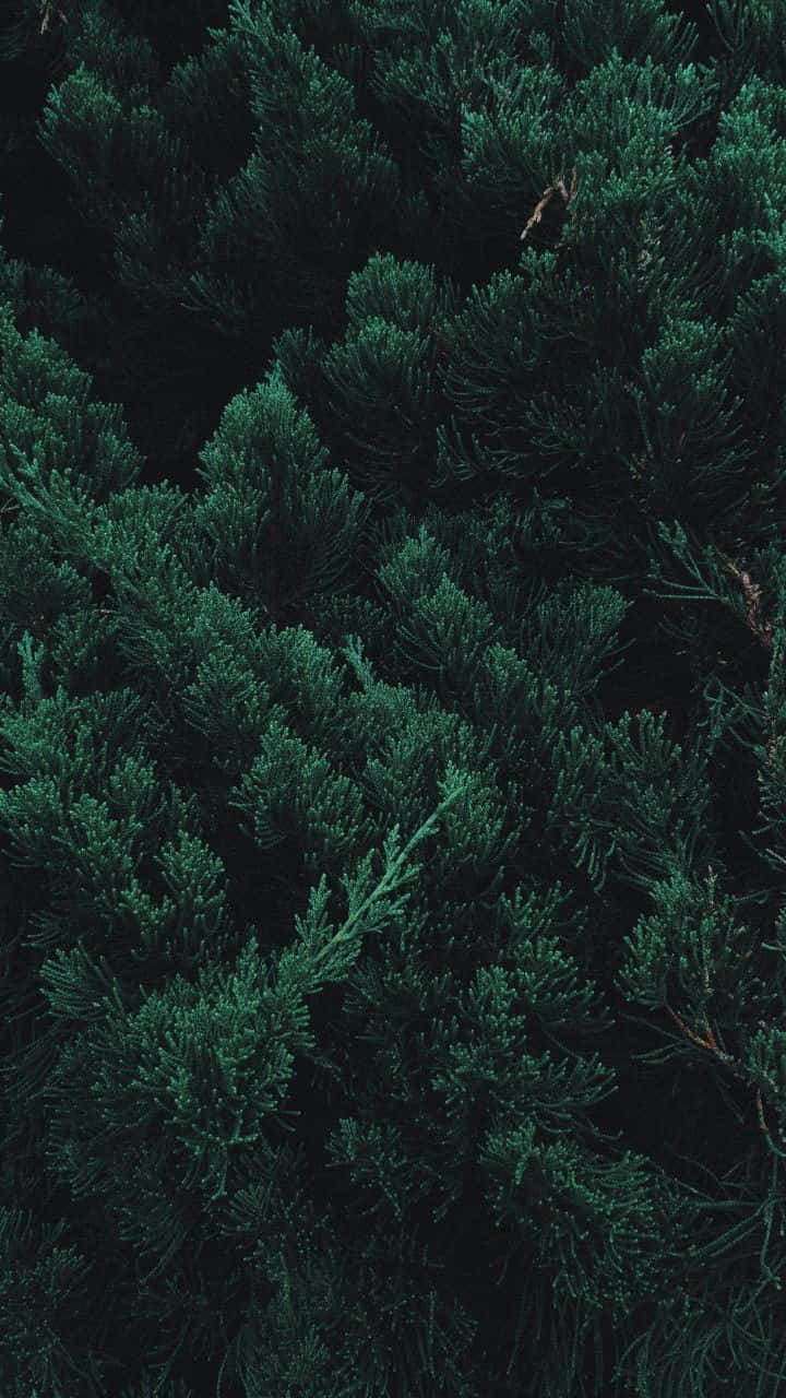 dark pine foliage, dark green evergreen branches, rich texture, HD Phone Wallpaper