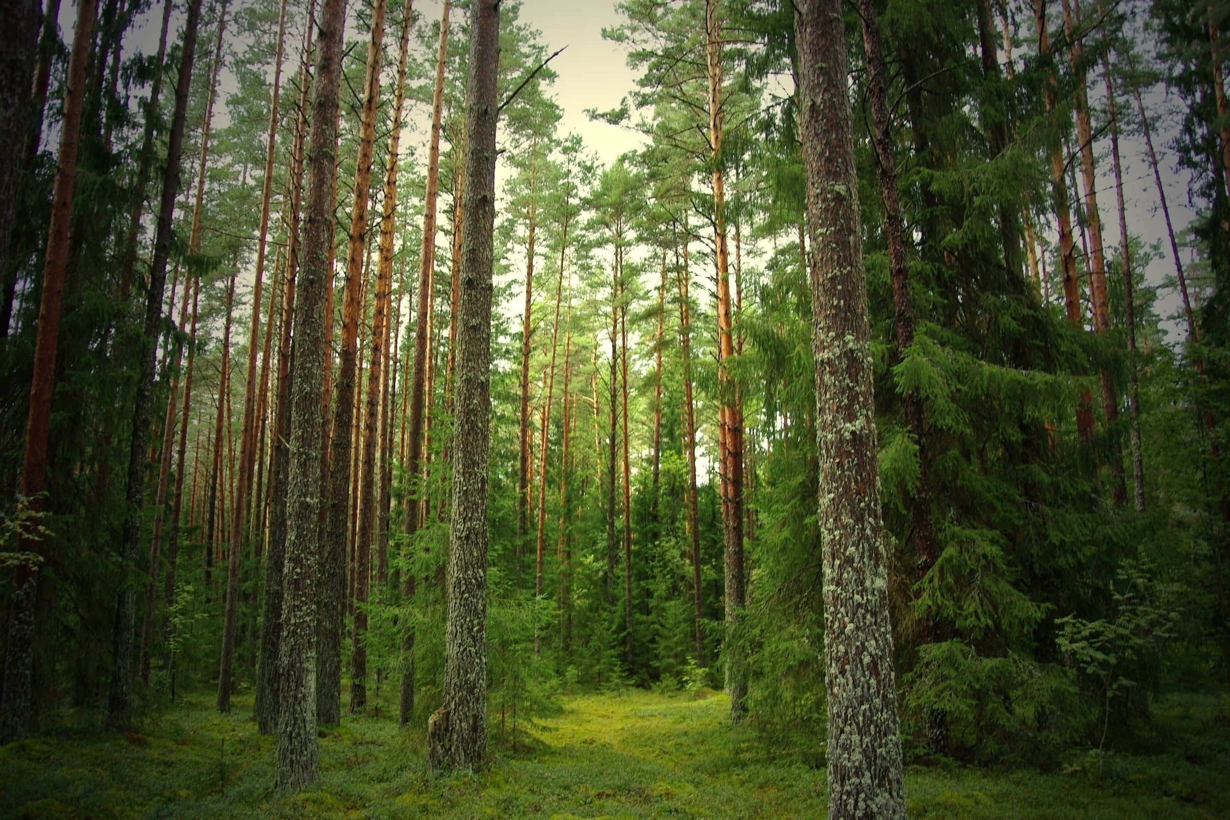 Pine Forest, sunlight, canopy, Full HD Desktop Wallpaper