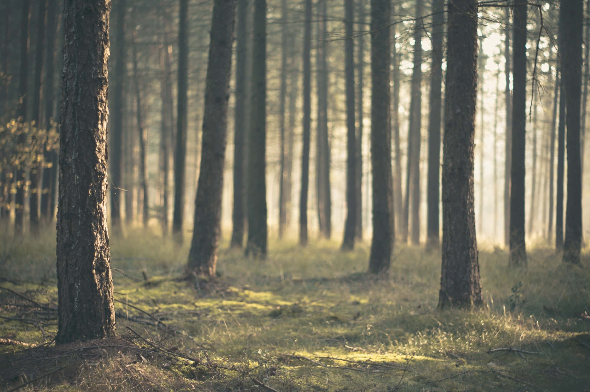 sunlit pine forest, golden beams, mossy forest floor, Full HD Desktop Wallpaper