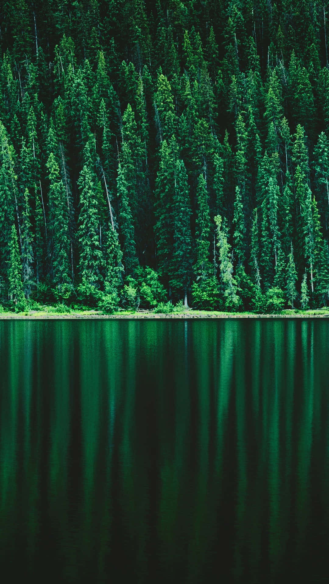 Pine Forest, Reflection Lake, tall evergreen trees, Full HD Phone Wallpaper