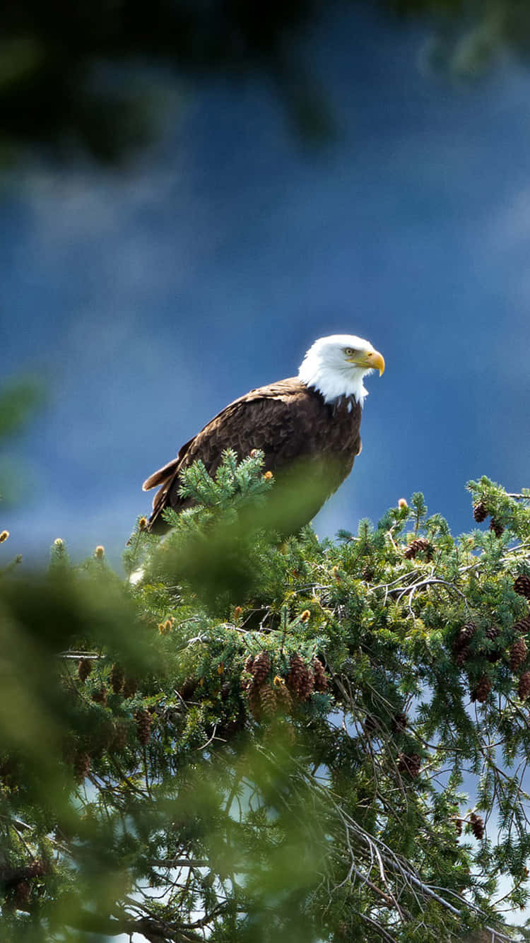 bald eagle, pine tree, deep blue sky, HD Phone Wallpaper