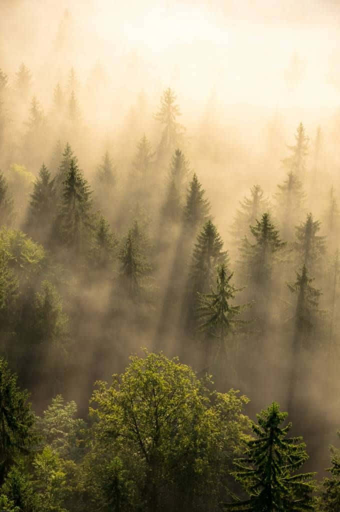Misty Pine Forest, Sunrise, Golden mist, SD Phone Wallpaper