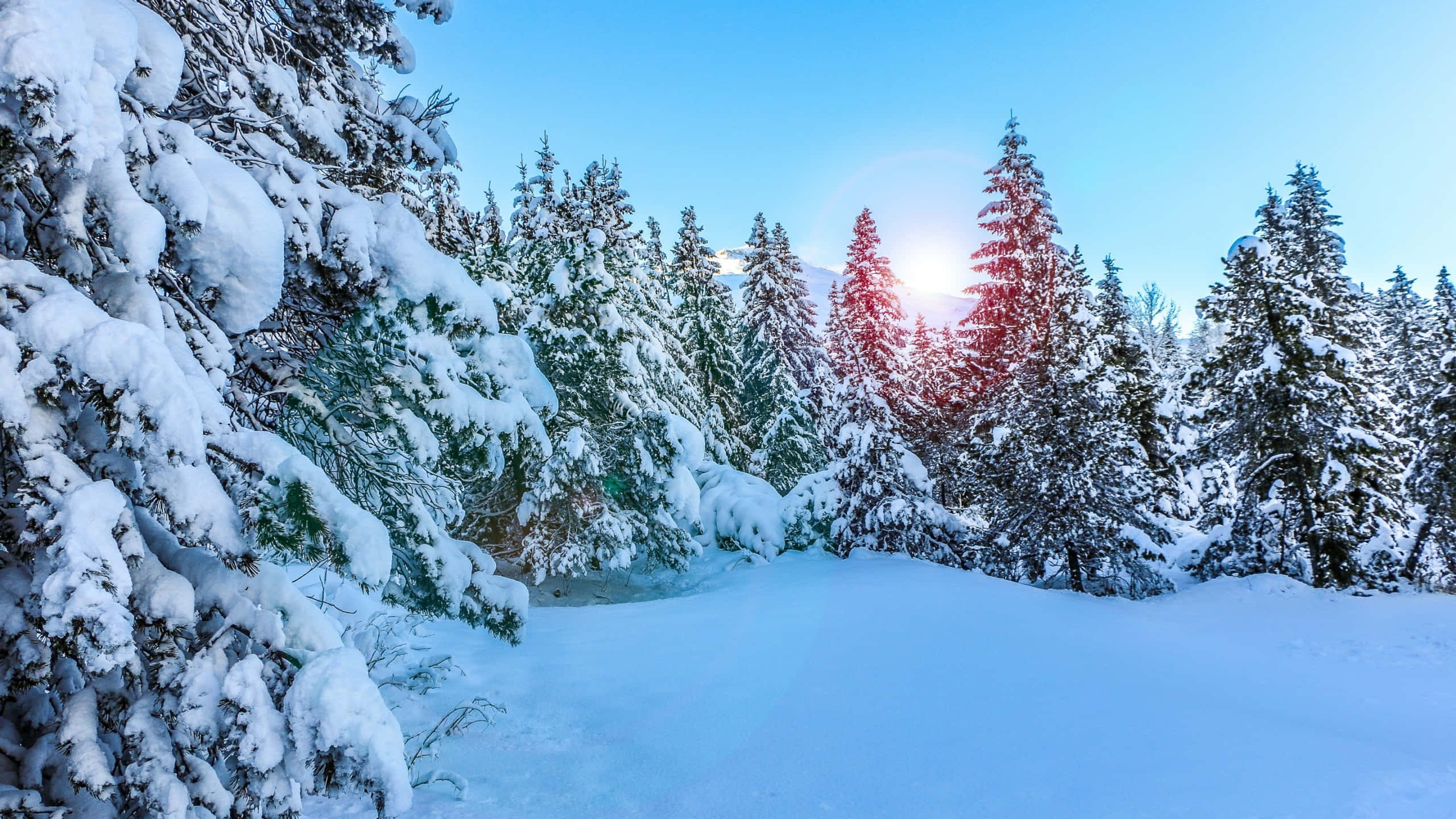 winter sunrise, snowy pine forest, snow-laden pine trees, 2K Desktop Wallpaper
