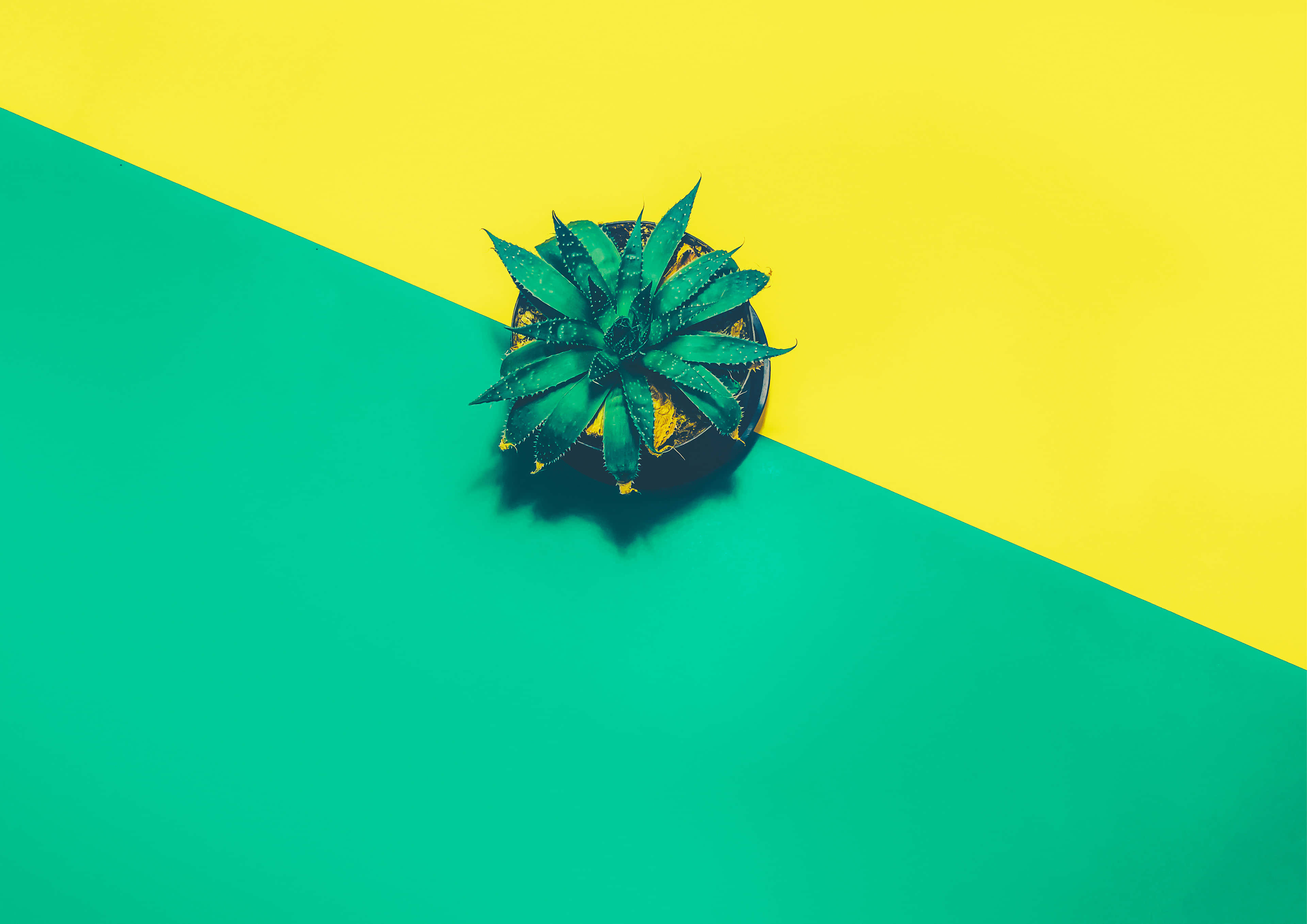 Pineapple Desktop, spiky green succulent, black pot, 4K Desktop Wallpaper