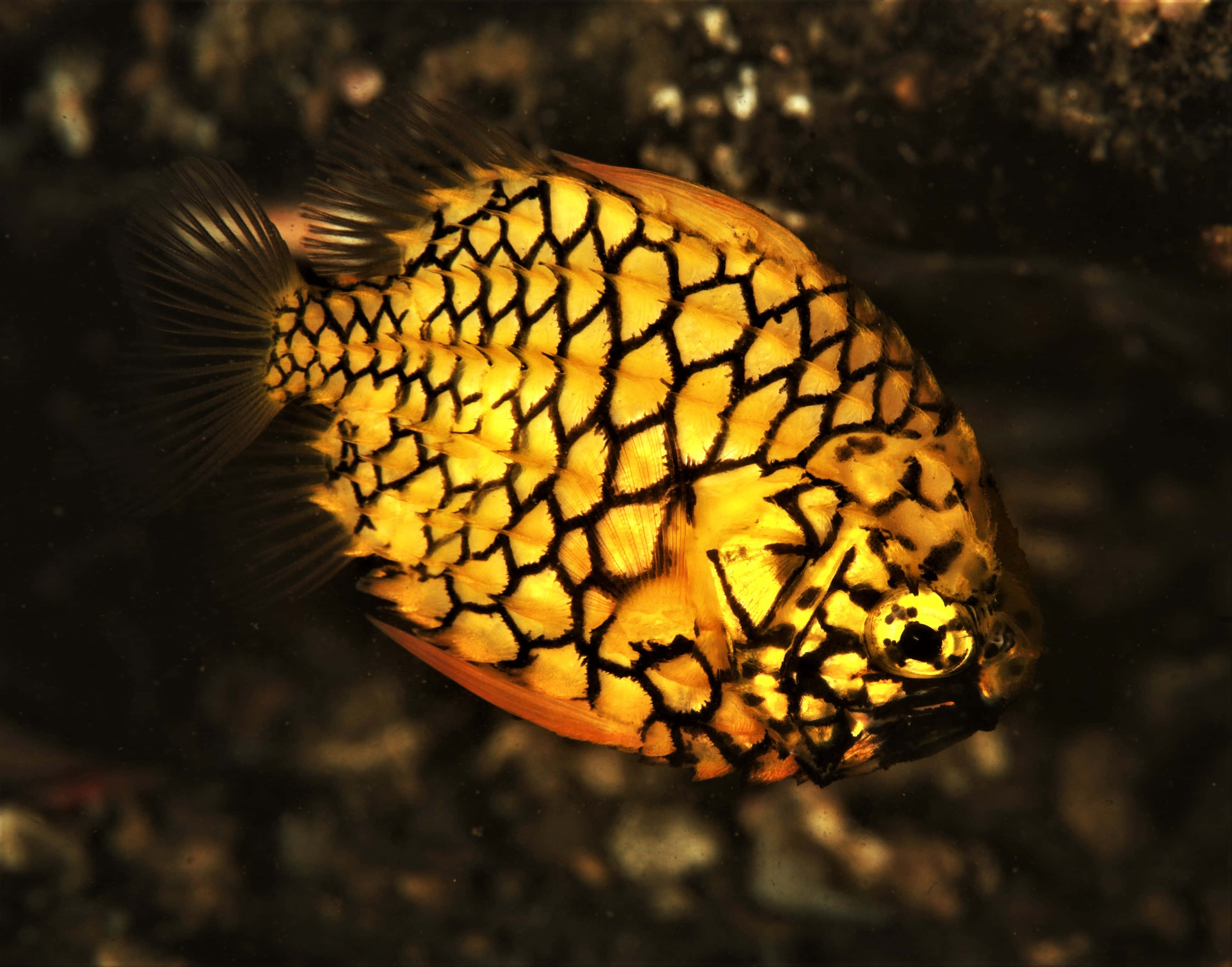 Pineapple Fish, golden fish, black net-like patterns, 2K Desktop Wallpaper