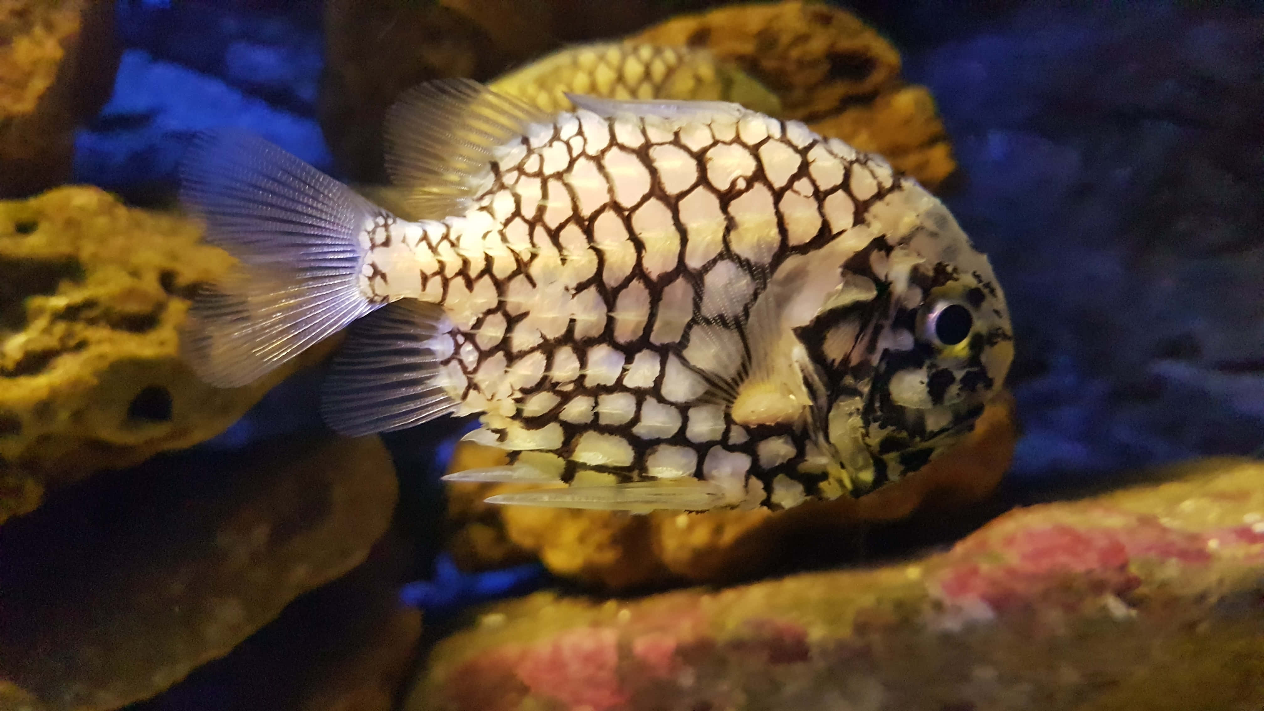 Pineapple Fish, white and black scale pattern, yellow and red rocks, 4K Desktop Wallpaper