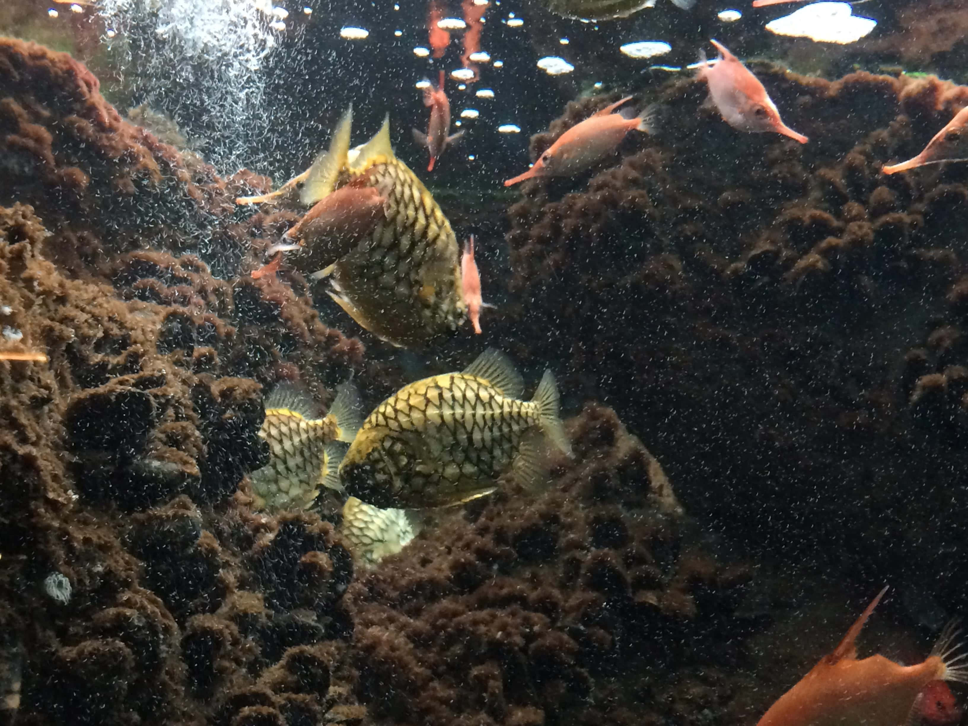 Pineapple Fish, underwater scene, dark brown algae, 2K Desktop Wallpaper