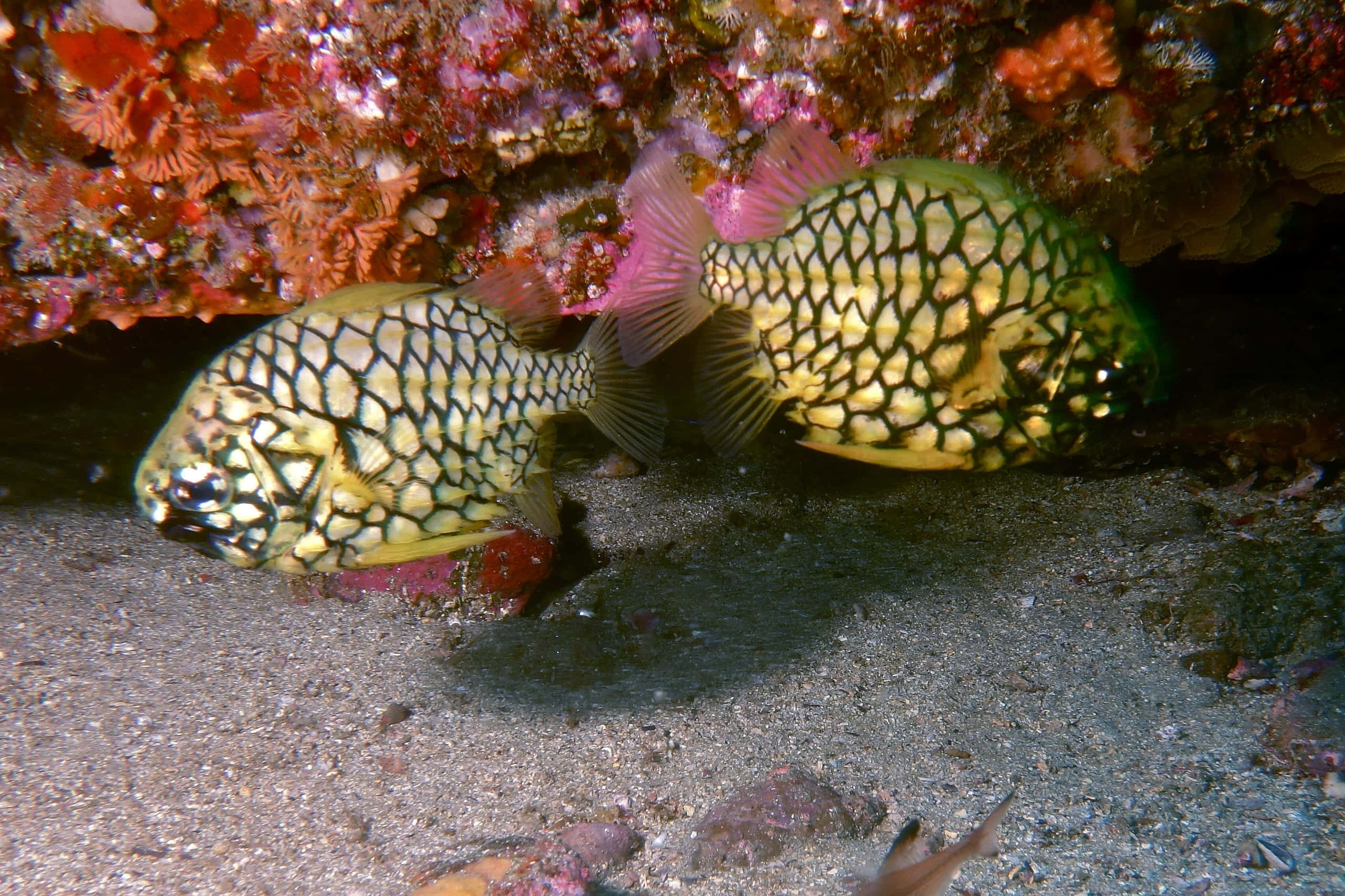 Pineapple Fish, boxfish, yellow and black patterned, 2K Desktop Wallpaper