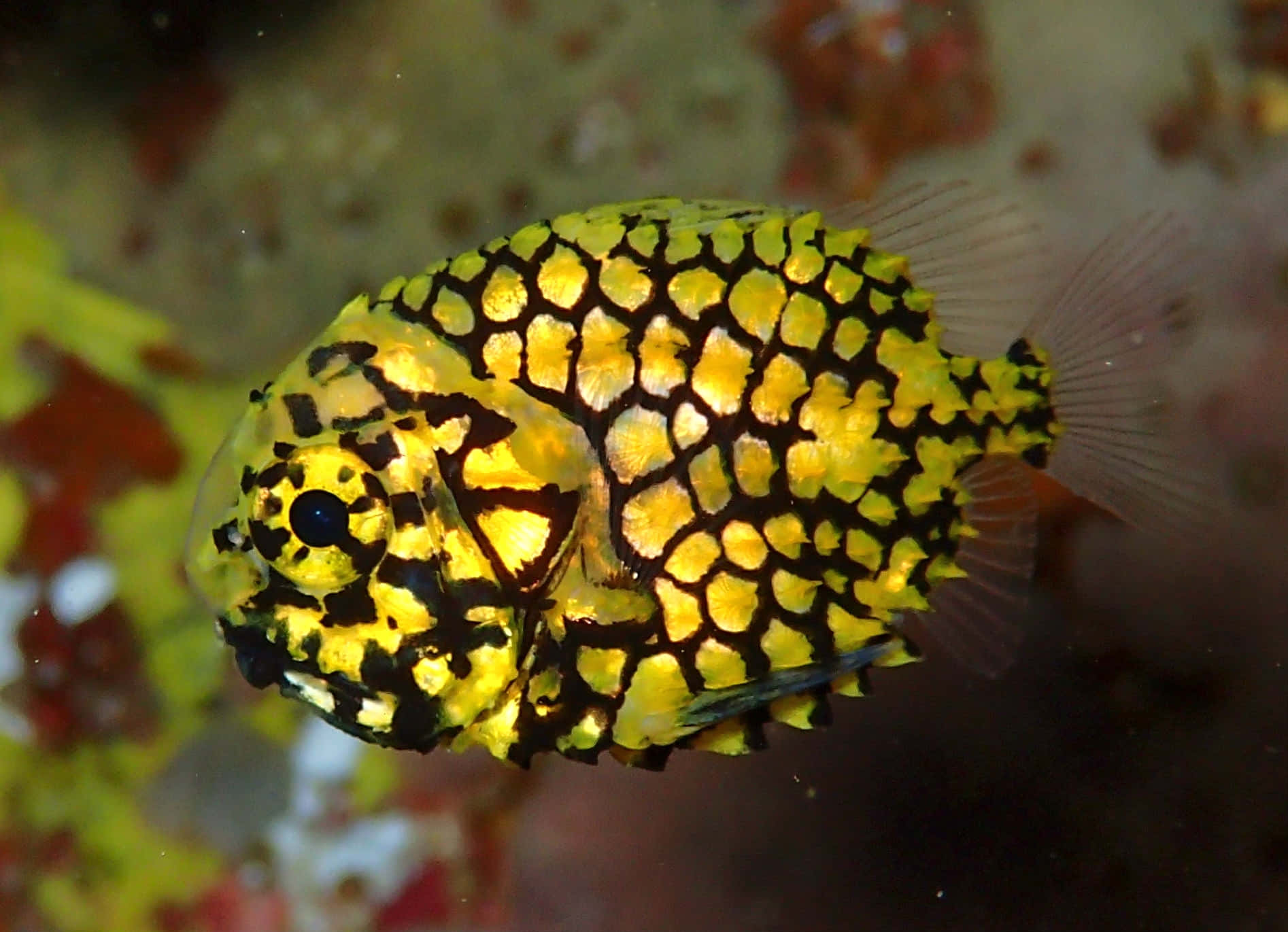 Pineapple Fish, yellow and black patterned boxfish, coral reef waters, HD Desktop Wallpaper