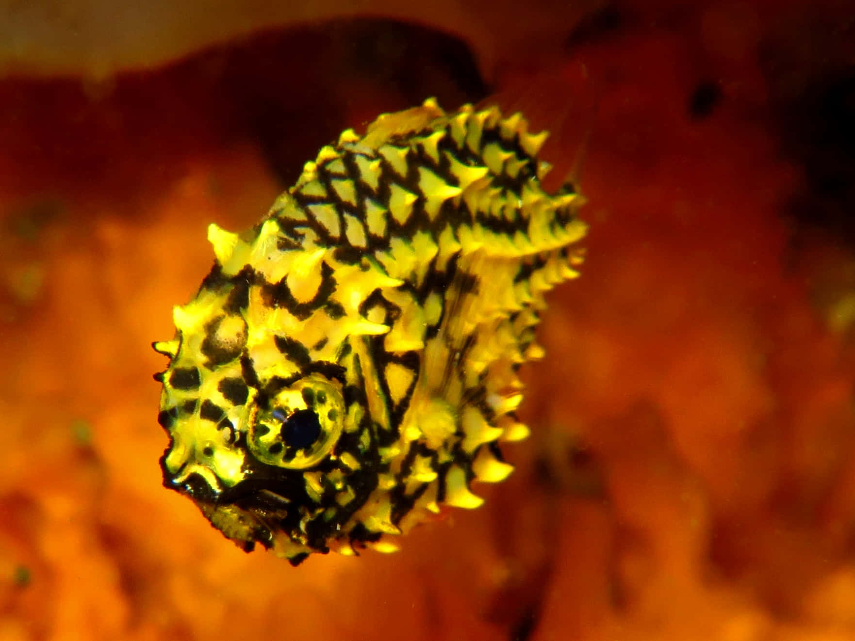 vibrant pineapple fish, yellow and black spiky boxfish, blurred orange coral background, HD Desktop Wallpaper