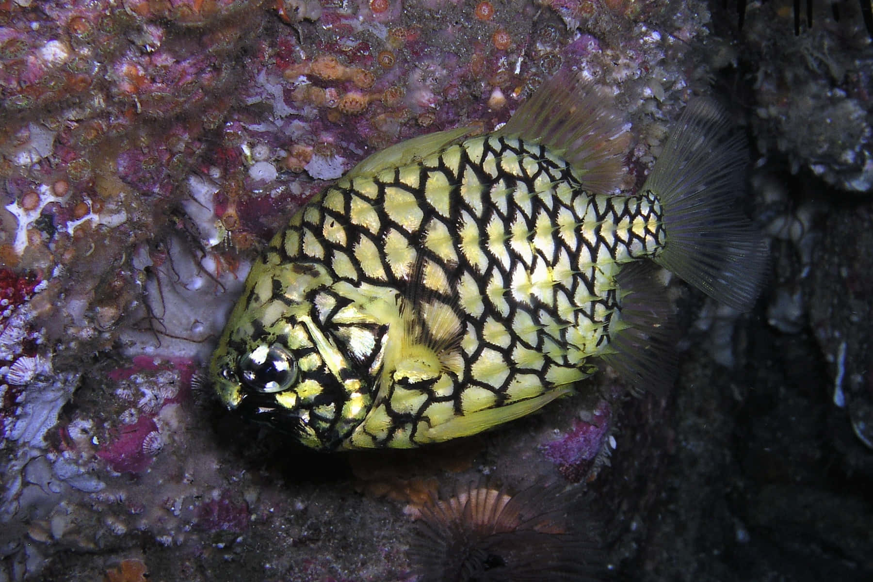 Pineapple Fish, yellow and black patterned boxfish, colorful coral, HD Desktop Wallpaper