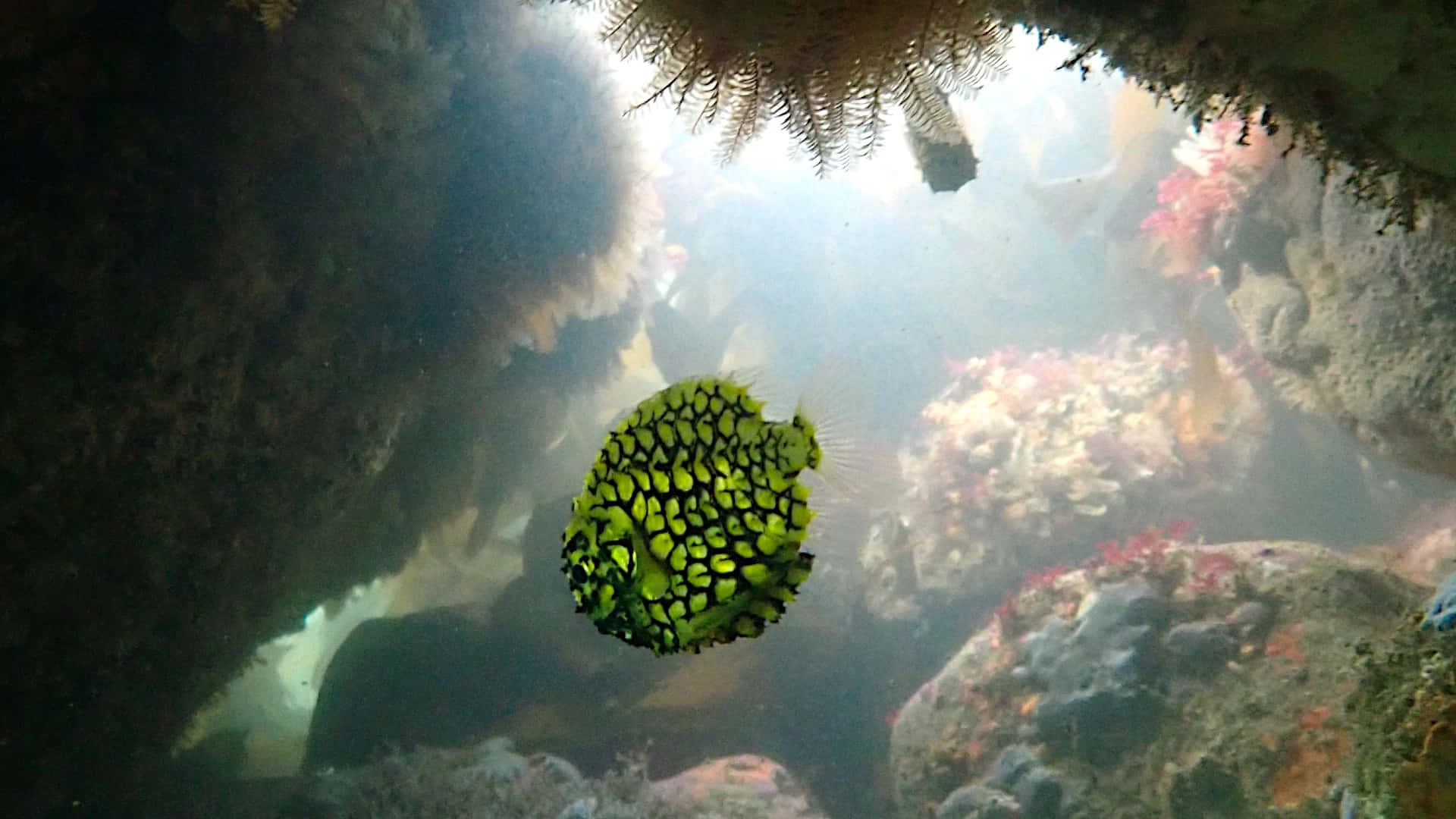 Pineapple Fish, underwater cave, coral cave, Full HD Desktop Wallpaper