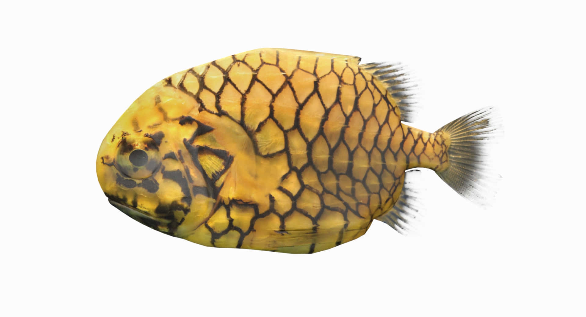 Pineapple Fish, yellow fish, black hexagonal scales, Full HD Desktop Wallpaper