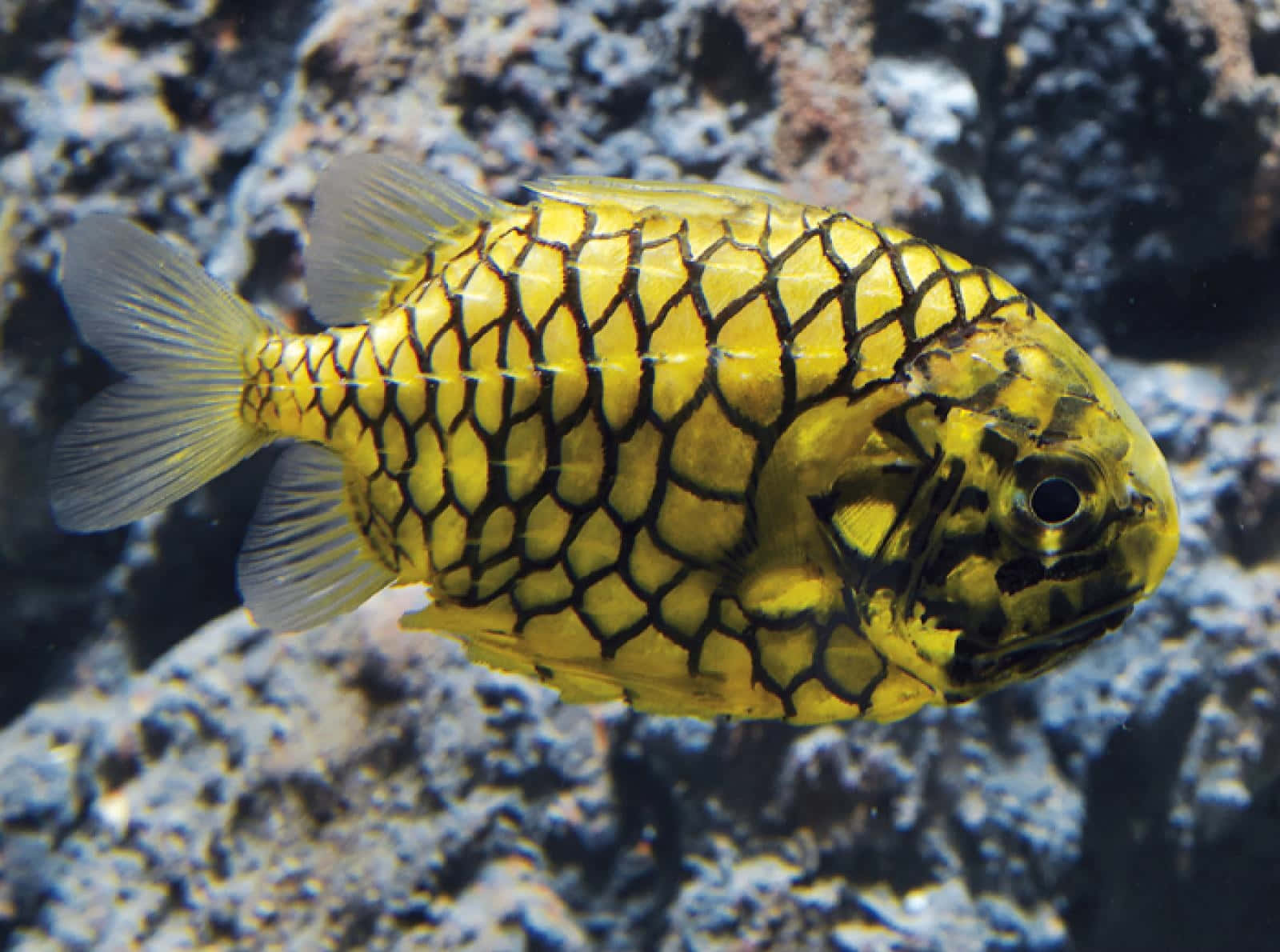 Pineapple Fish, vibrant yellow fish, bold black hexagonal patterns, HD Desktop Wallpaper