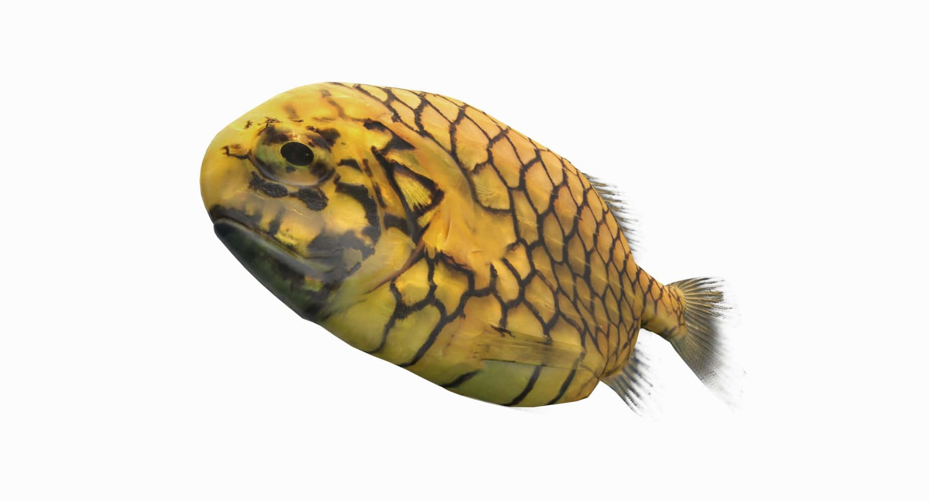 Pineapple Fish, yellow fish, black net-like patterns, HD Desktop Wallpaper