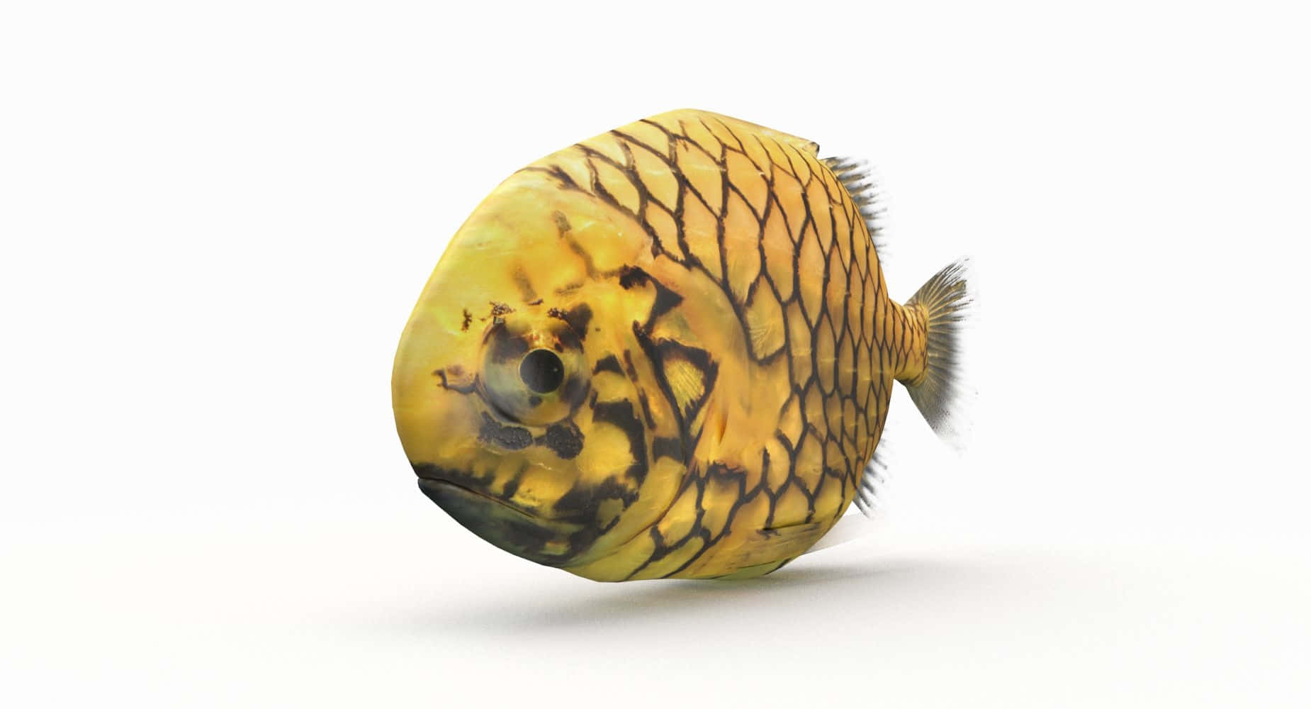 Pineapple Fish, yellow fish, black scale patterns, HD Desktop Wallpaper
