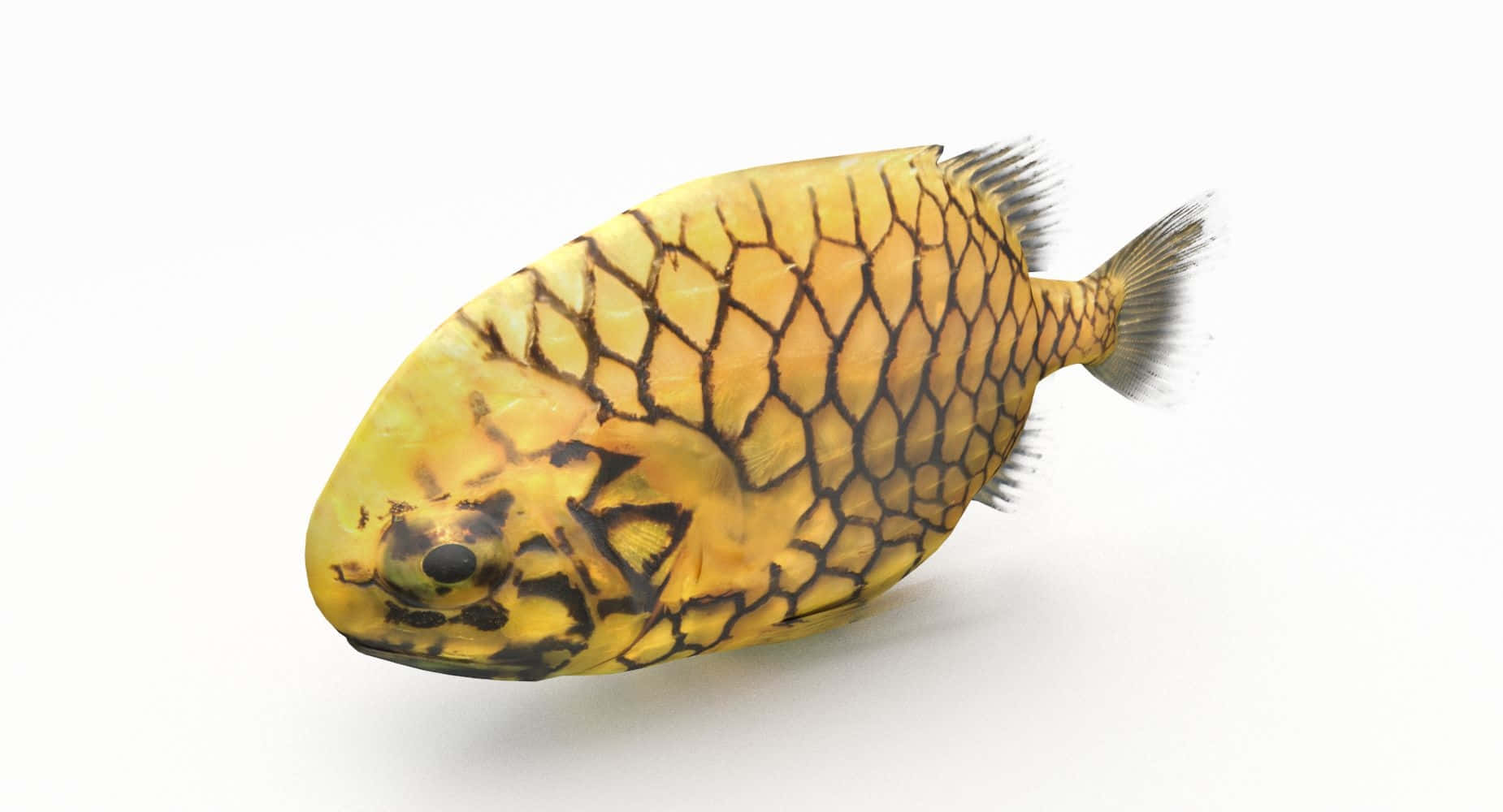 Pineapple Fish, yellow fish, black net-like patterns, HD Desktop Wallpaper