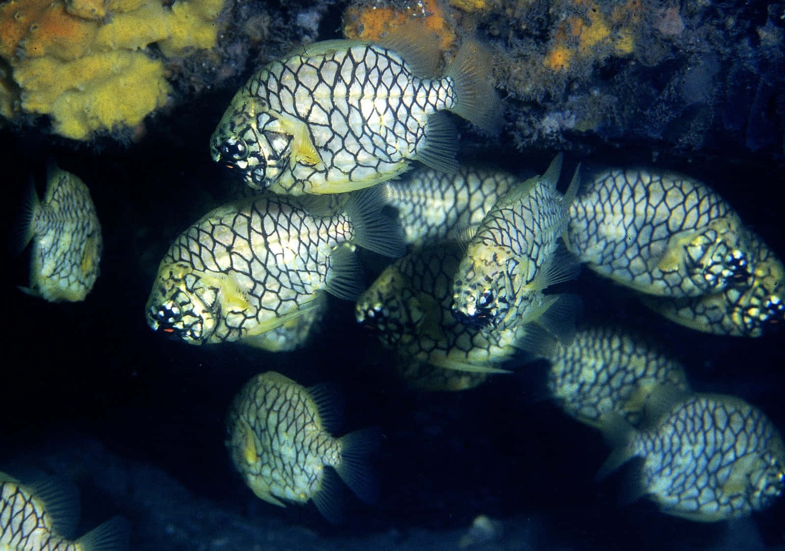 Pineapple Fish, boxfish, black and white geometric patterns, HD Desktop Wallpaper