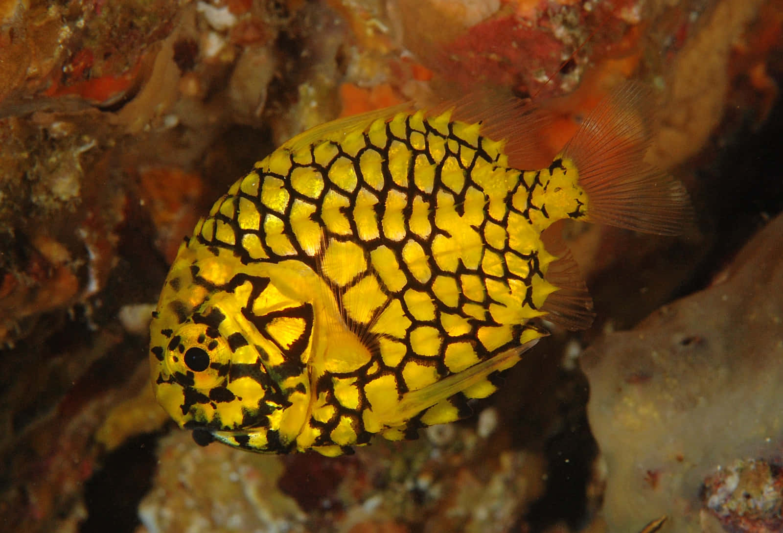 vibrant yellow pineapple fish, bold black net-like patterns, colorful coral, HD Desktop Wallpaper