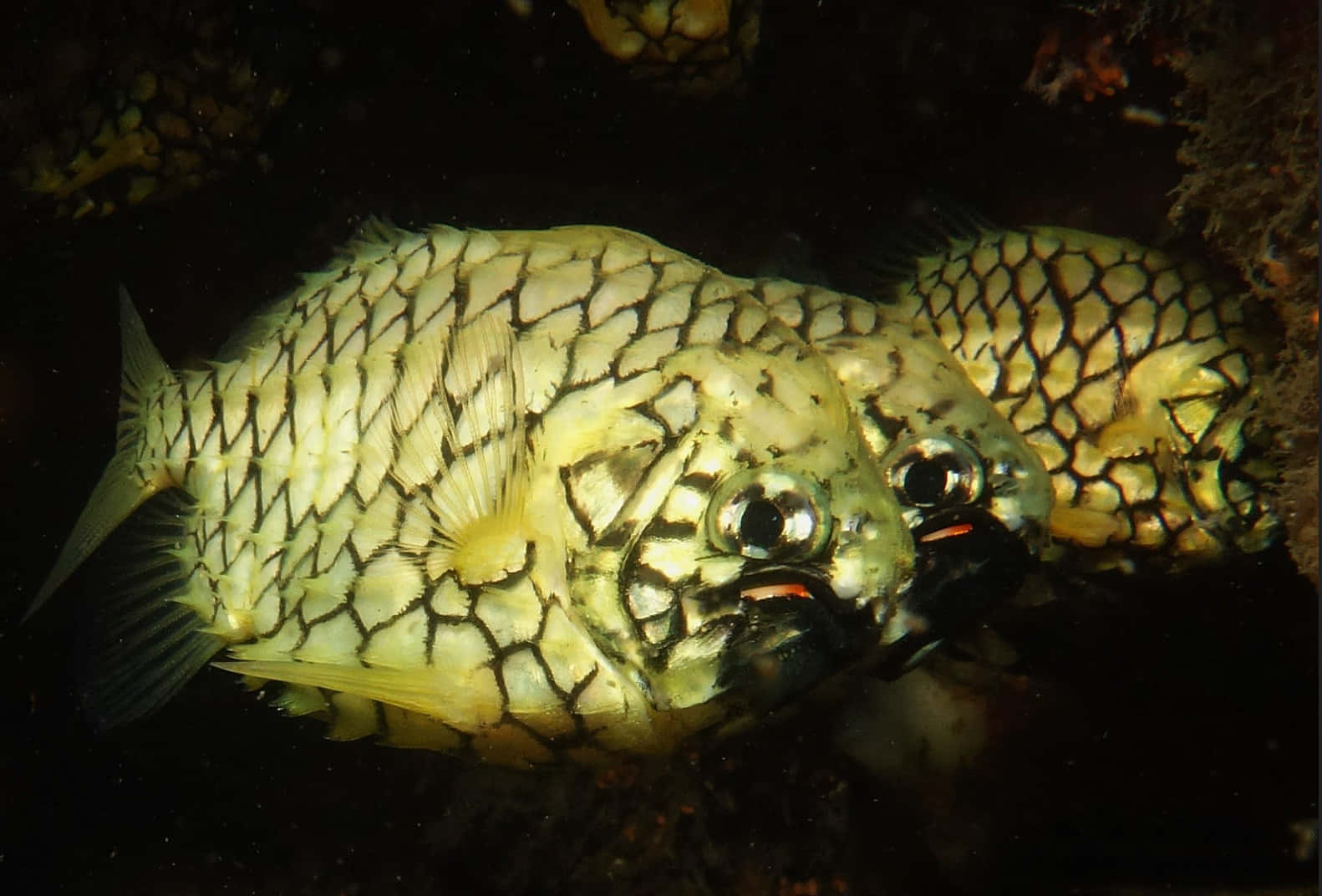Pineapple Fish, boxfish, black and yellow scale patterns, HD Desktop Wallpaper