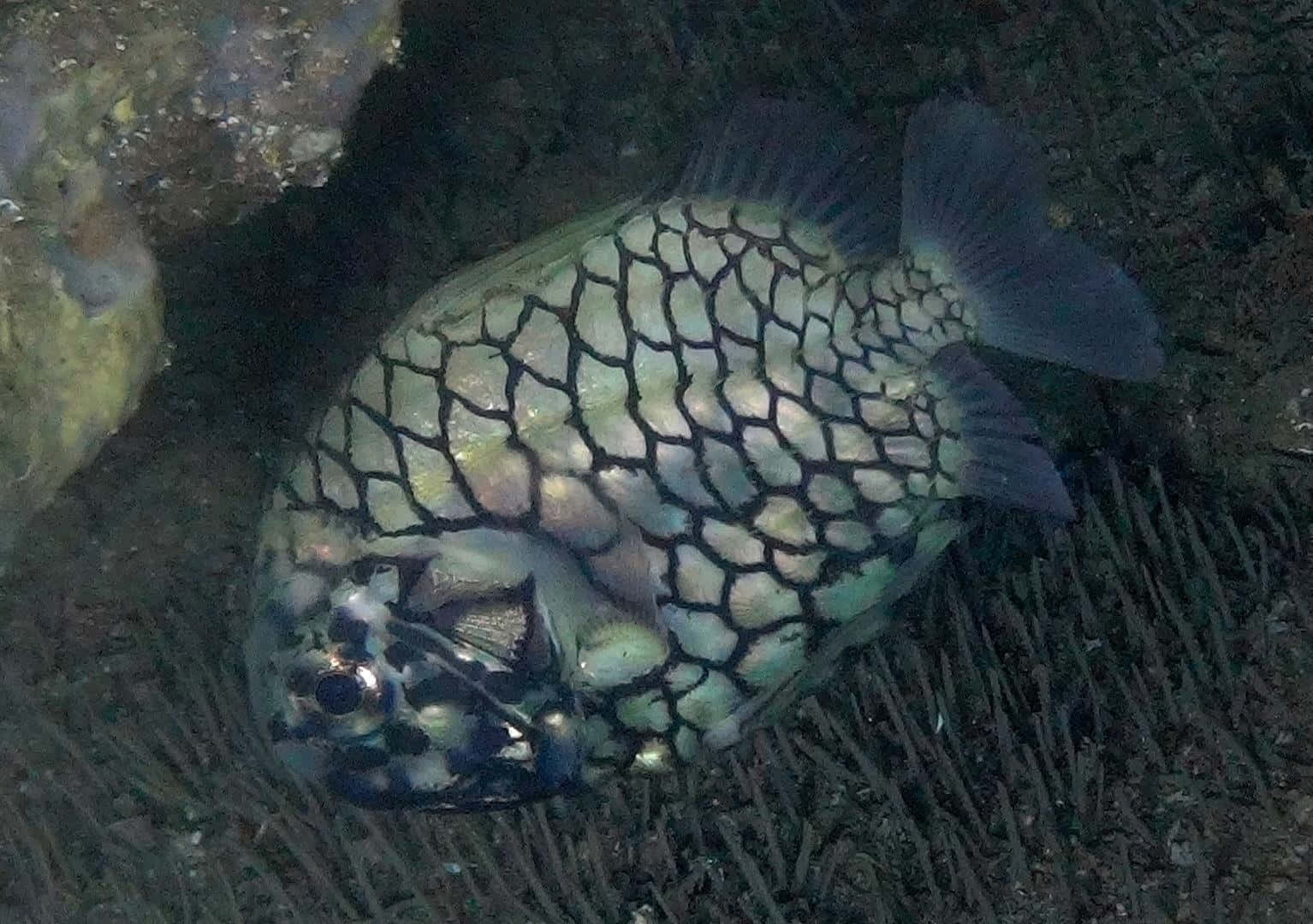 Pineapple Fish, black and silver scale pattern, dark coral, HD Desktop Wallpaper