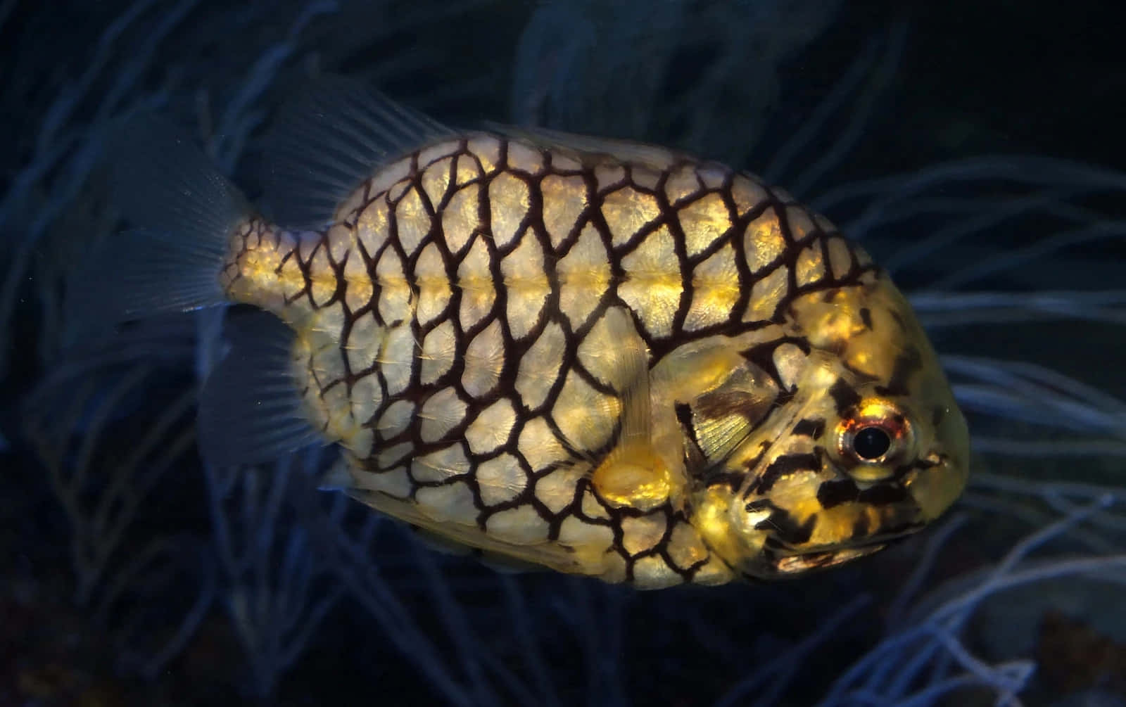 Pineapple Fish, golden fish, black net-like patterns, HD Desktop Wallpaper