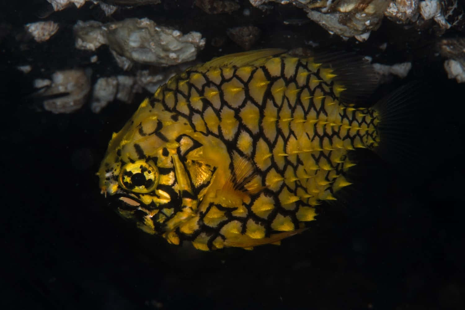 Pineapple Fish, vibrant yellow fish, black spiky scales, HD Desktop Wallpaper