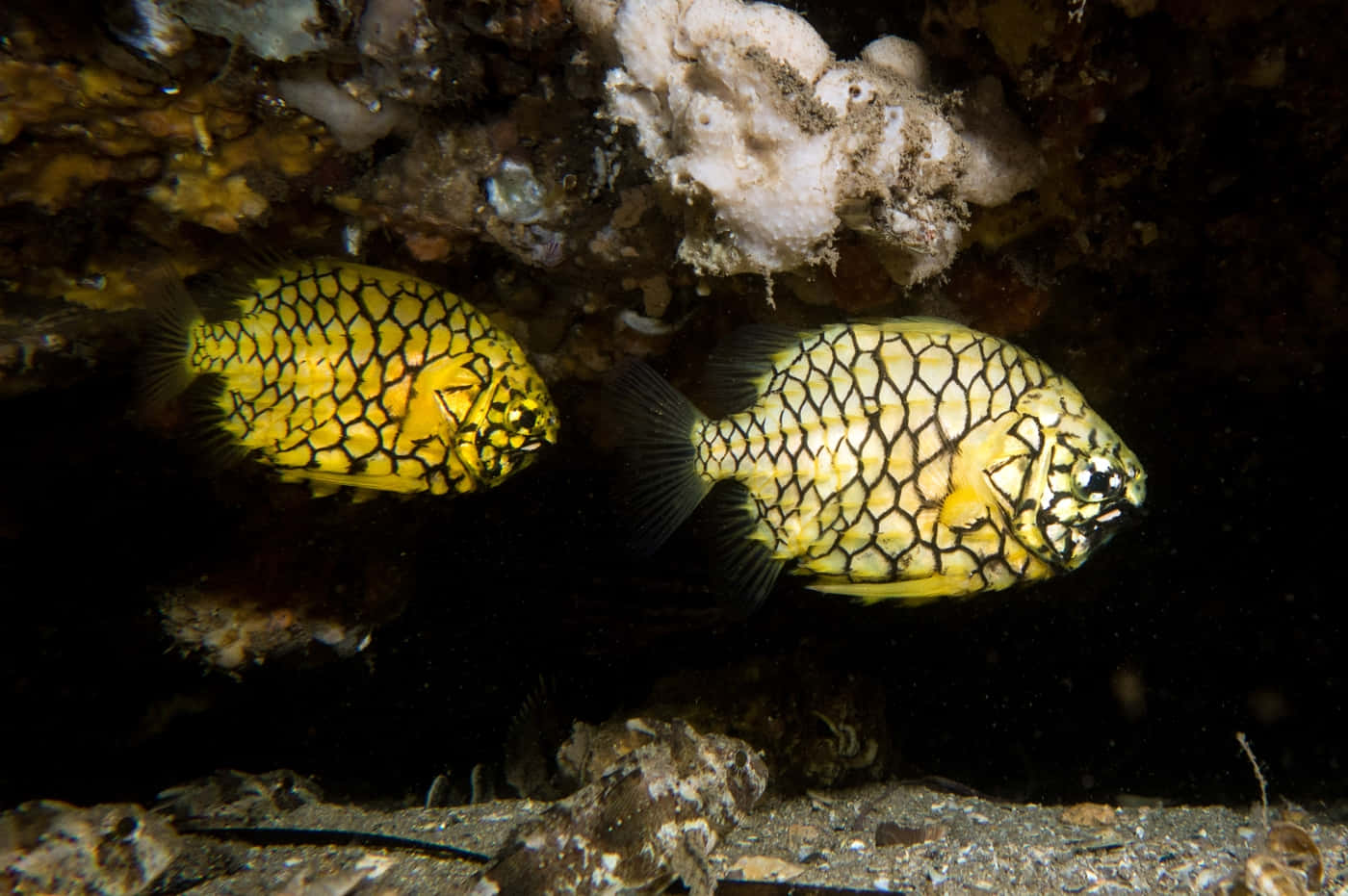 Pineapple Fish, yellow fish, black net-like patterns, HD Desktop Wallpaper