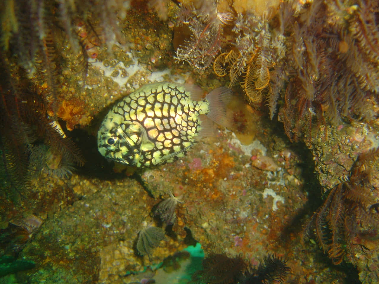Pineapple Fish, spotted boxfish, yellow and black scales, HD Desktop Wallpaper