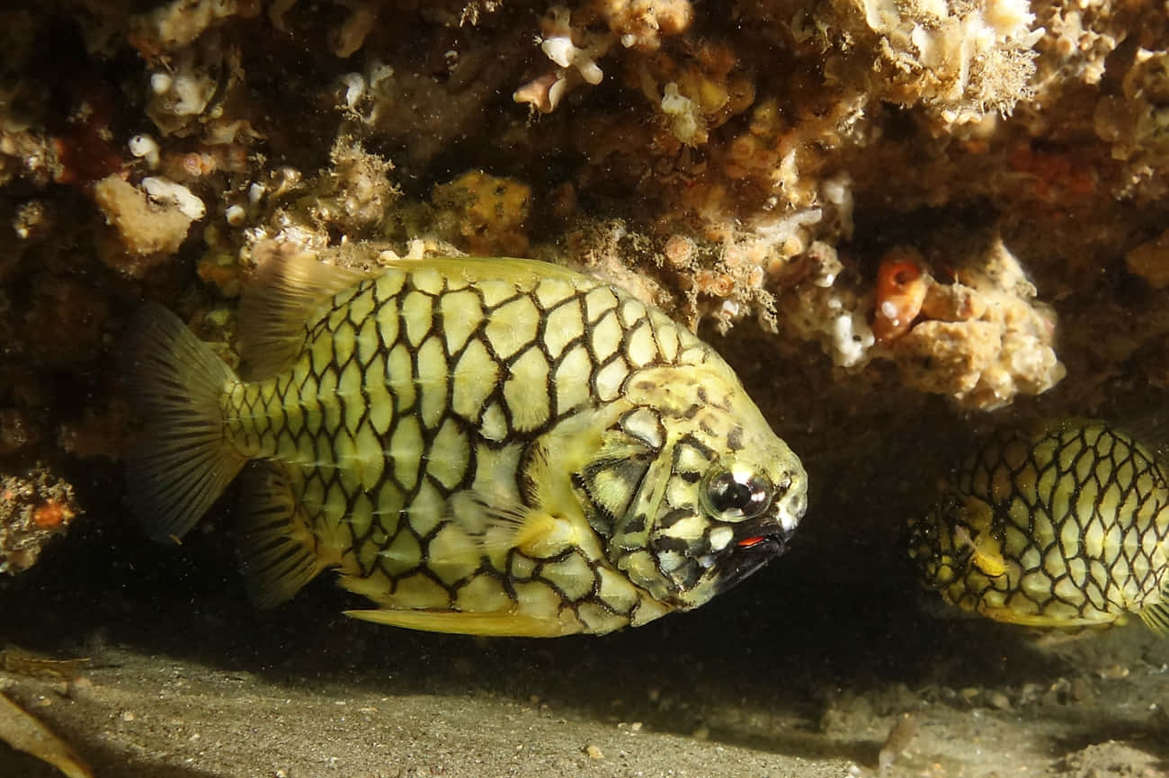 Pineapple Fish, yellow and black patterned boxfish, textured coral and rocks, HD Desktop Wallpaper