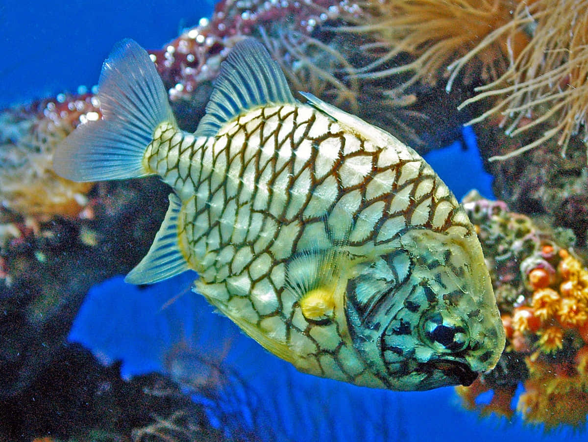 Pineapple Fish, boxfish, geometric scale pattern, SD Desktop Wallpaper