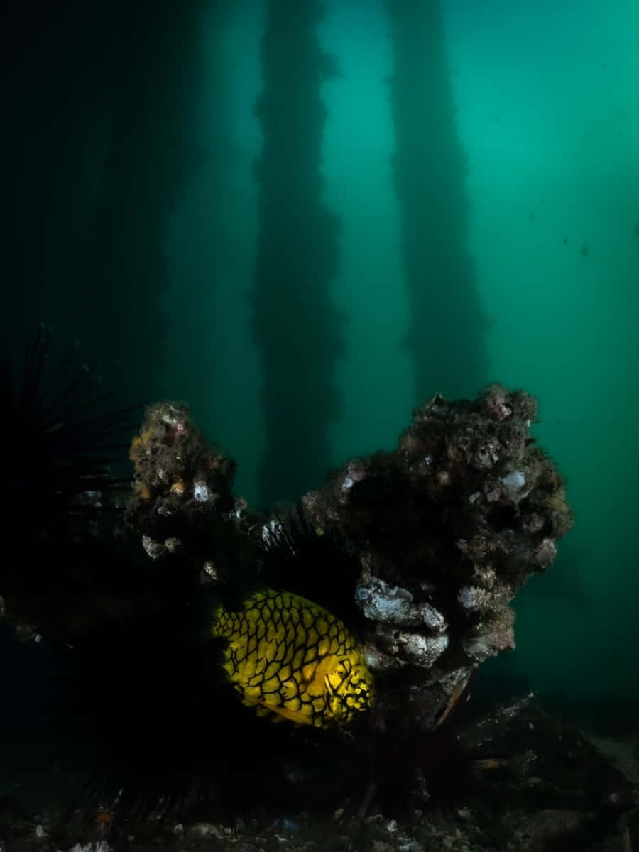 Pineapple Fish, underwater scene, vibrant yellow fish, SD Phone Wallpaper