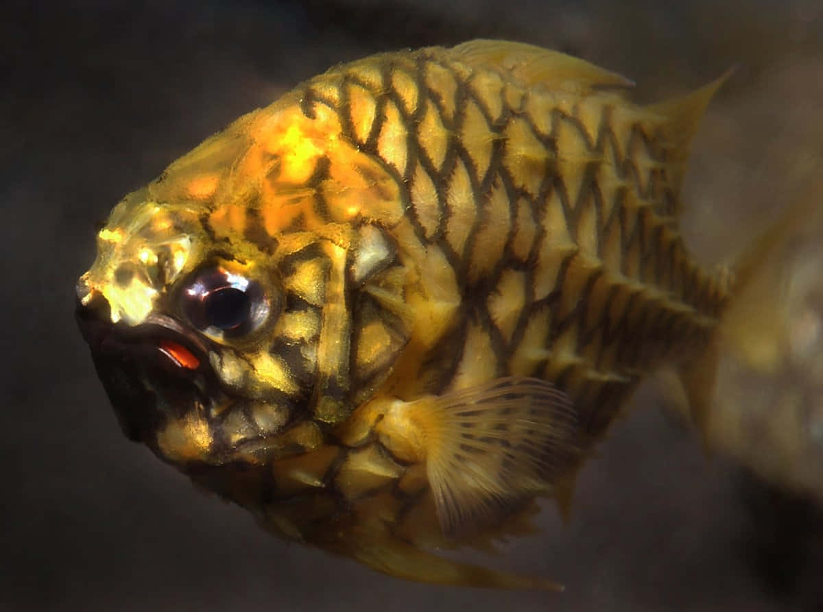 golden pineapple fish, black zigzag patterns, large dark eye, SD Desktop Wallpaper