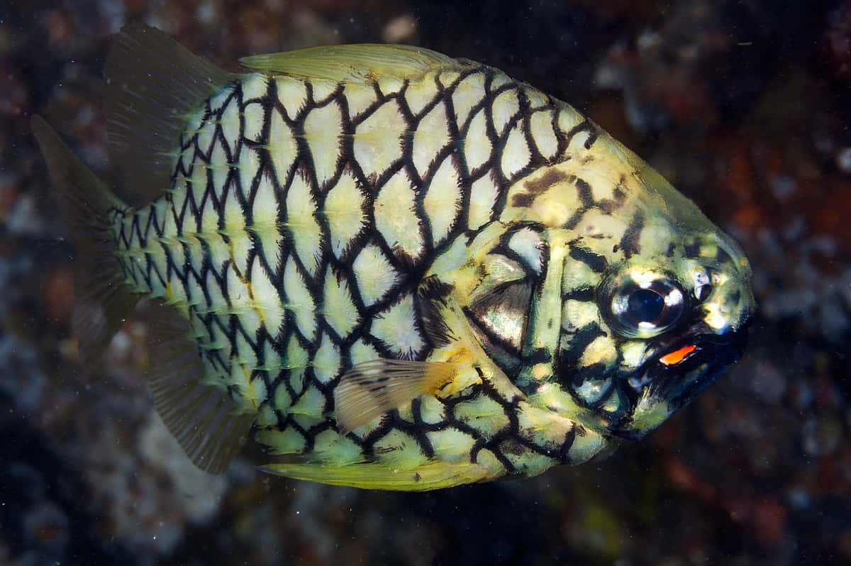 Pineapple Fish, black and yellow net-like pattern, coral reef, SD Desktop Wallpaper