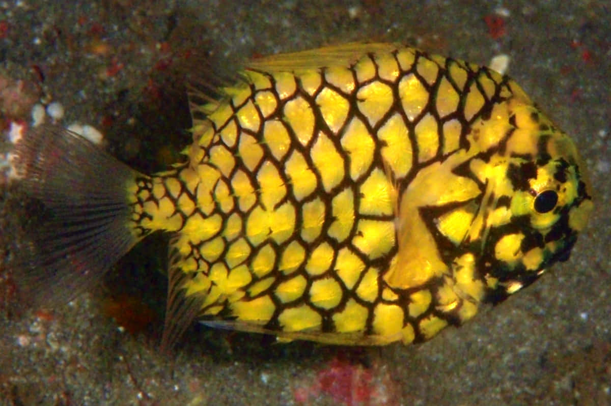 Pineapple Fish, vibrant yellow, bold black hexagonal scales, SD Desktop Wallpaper