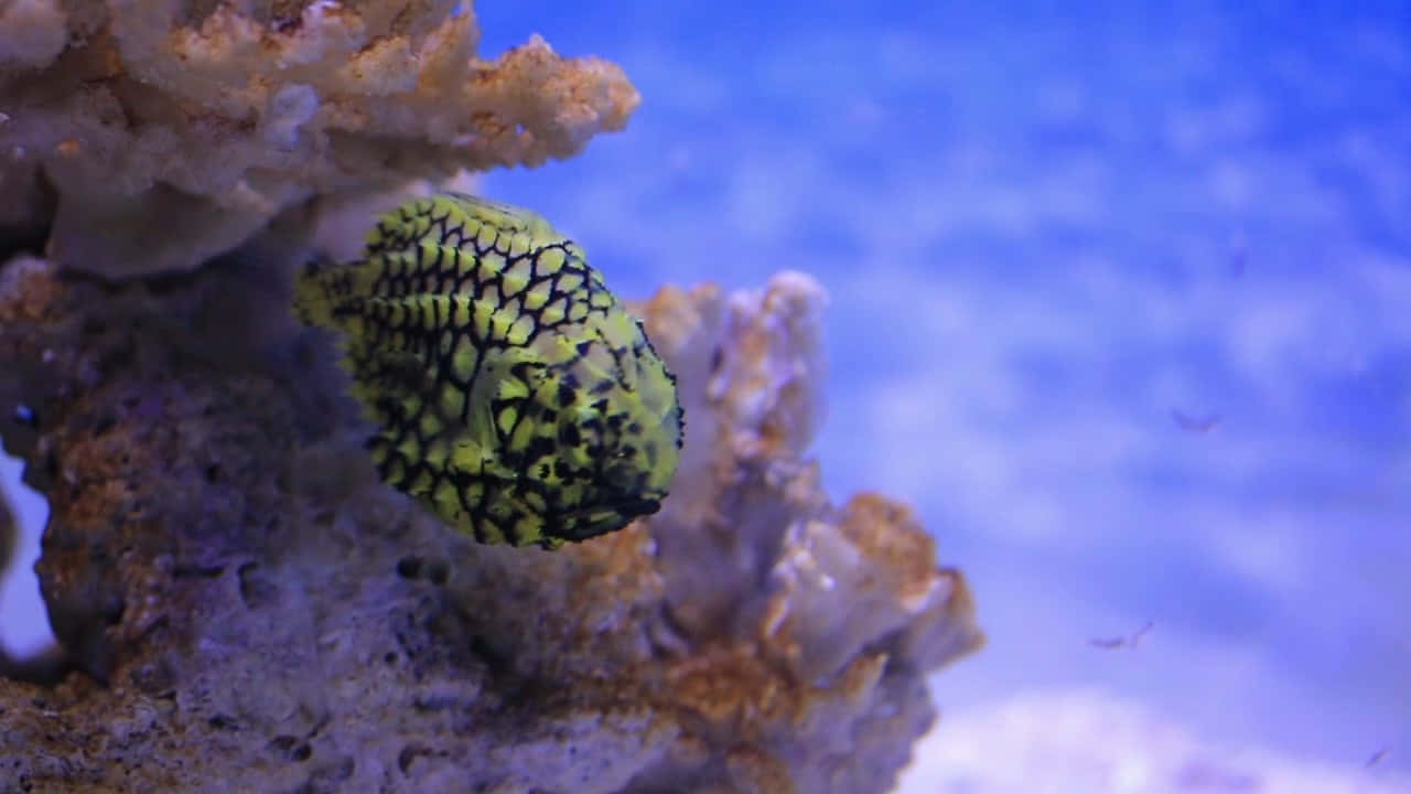 Pineapple Fish, coral reef, bright yellow and black patterned boxfish, HD Desktop Wallpaper