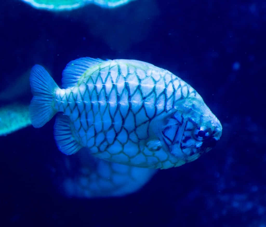 Pineapple Fish, blue fish, patterned scale armor, SD Desktop Wallpaper