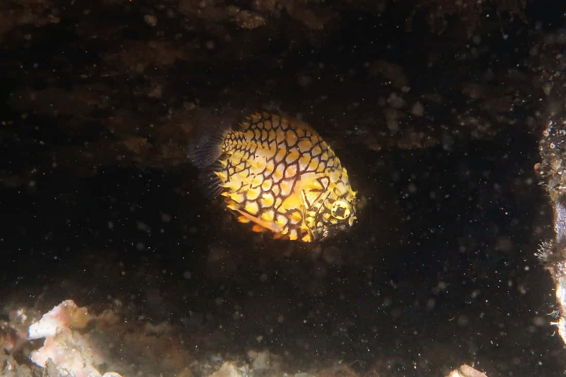 Pineapple Fish, yellow and black patterned boxfish, dark coral reef, SD Desktop Wallpaper