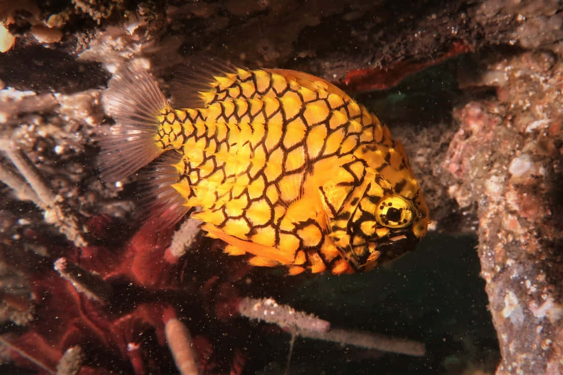 Pineapple Fish, yellow fish, black hexagonal scales, SD Desktop Wallpaper