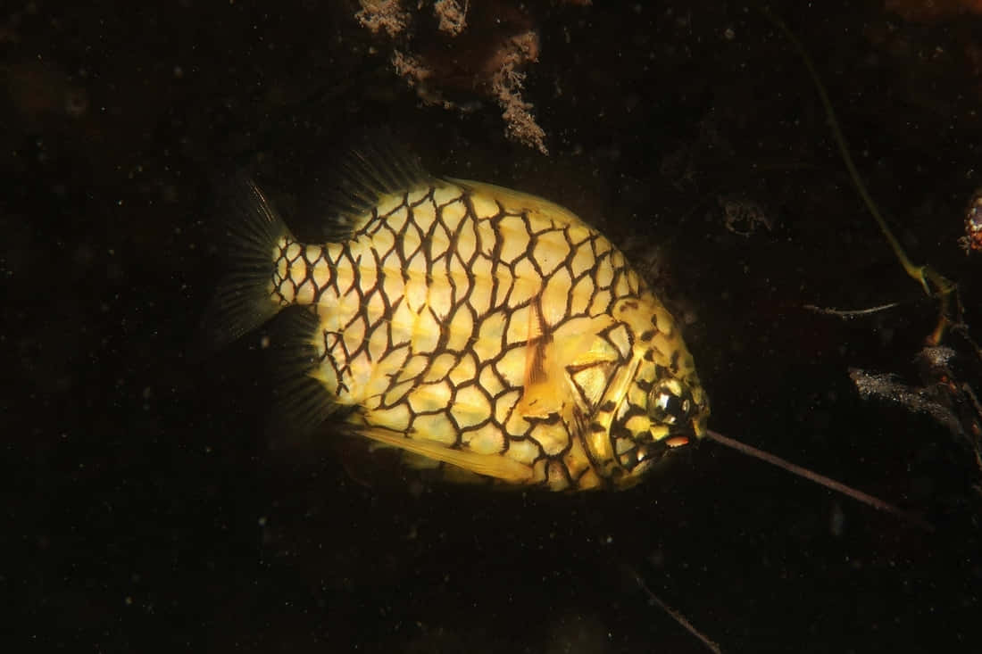 Pineapple Fish, yellow fish, black net-like scales, SD Desktop Wallpaper