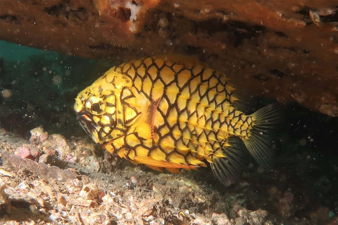 Pineapple Fish, underwater habitat, vibrant yellow fish, SD Desktop Wallpaper