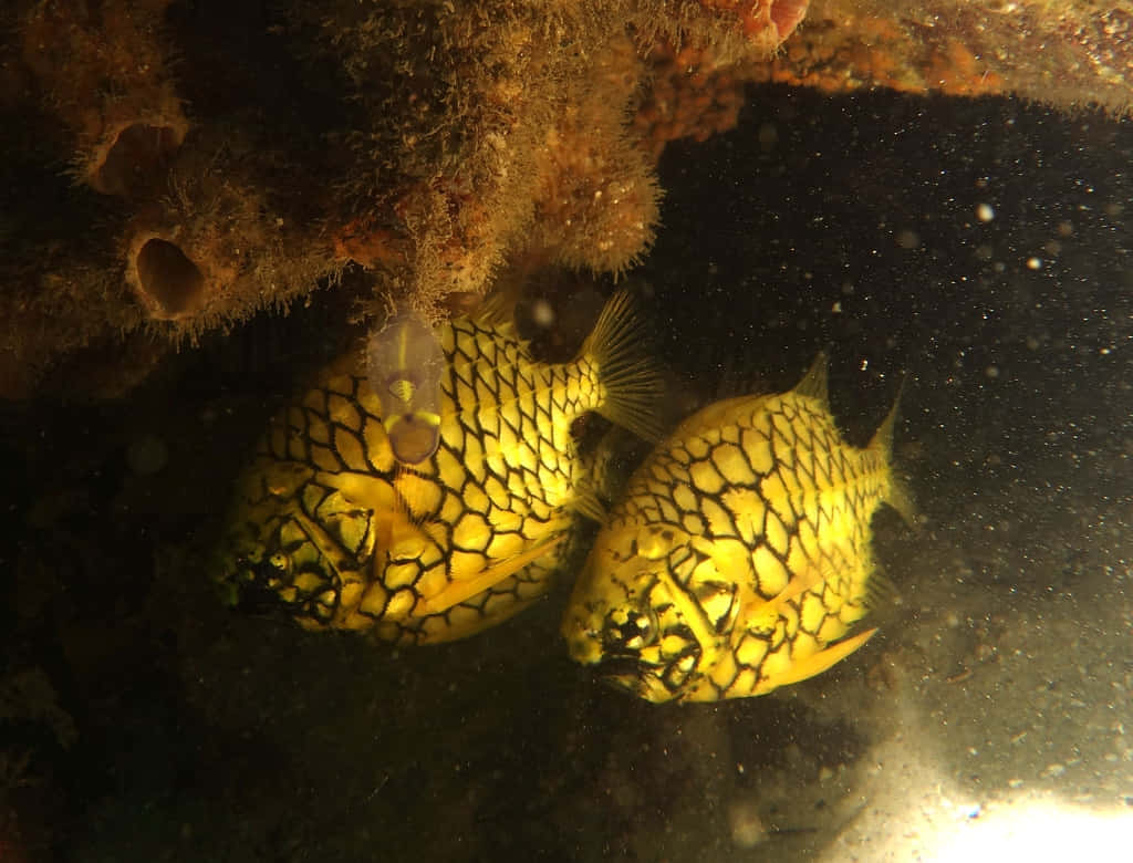 Pineapple Fish, yellow boxfish, black hexagonal patterns, SD Desktop Wallpaper