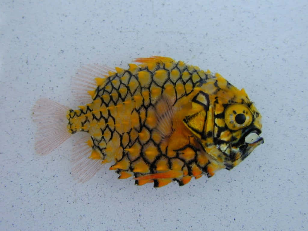 Pineapple Fish, vibrant yellow and black patterned boxfish, spiky scales, SD Desktop Wallpaper